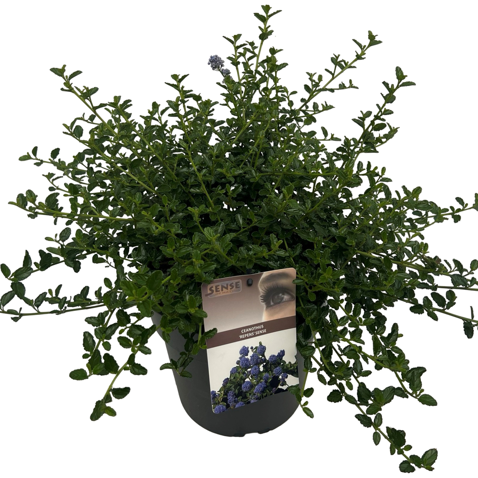 Ceanothus thursiflorus var. 'Repens' sense, D 23 cm