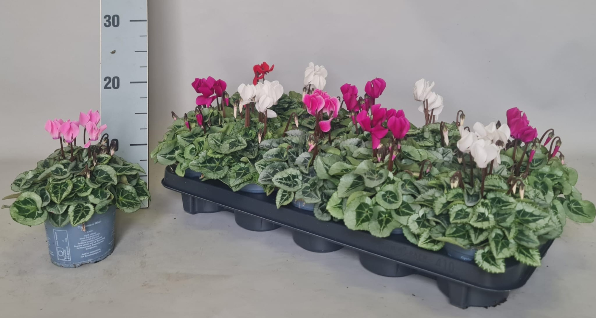 Cyclamen Super Serie Silverblad 10,5 cm Mix, D 10,5 cm