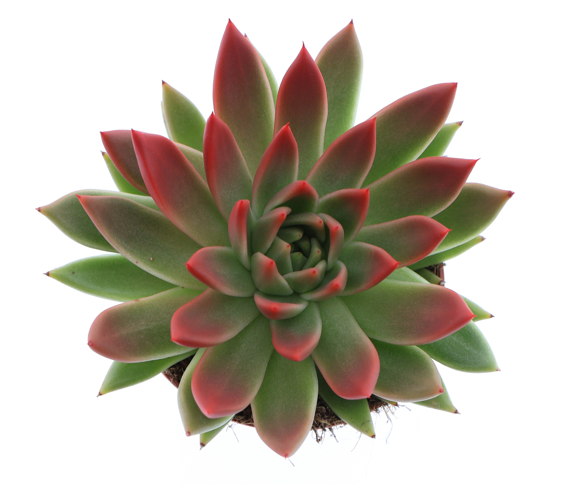 Miranda tips red, D 12 cm