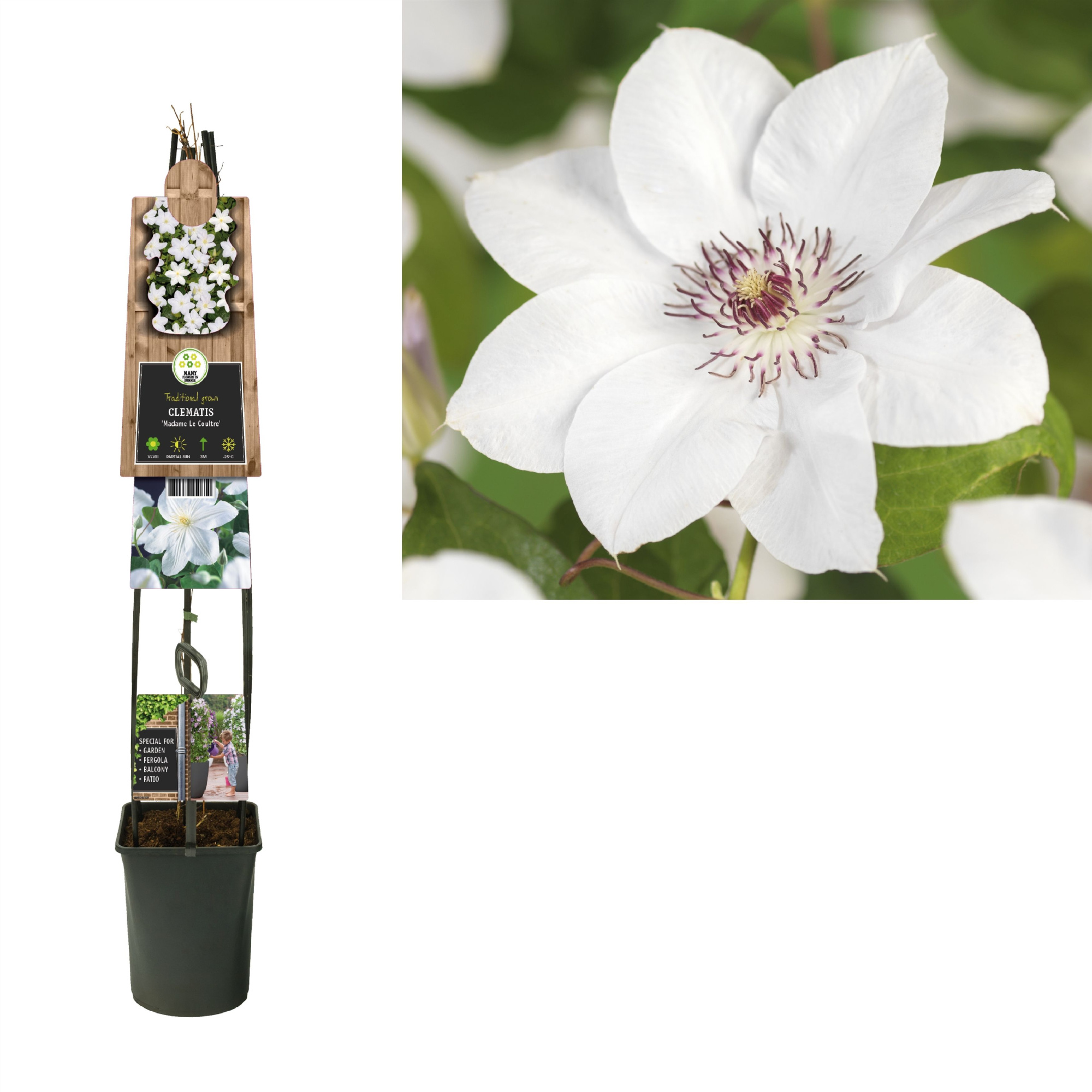 Clematis 'Miss Bateman' +3.0 label, D 23 cm