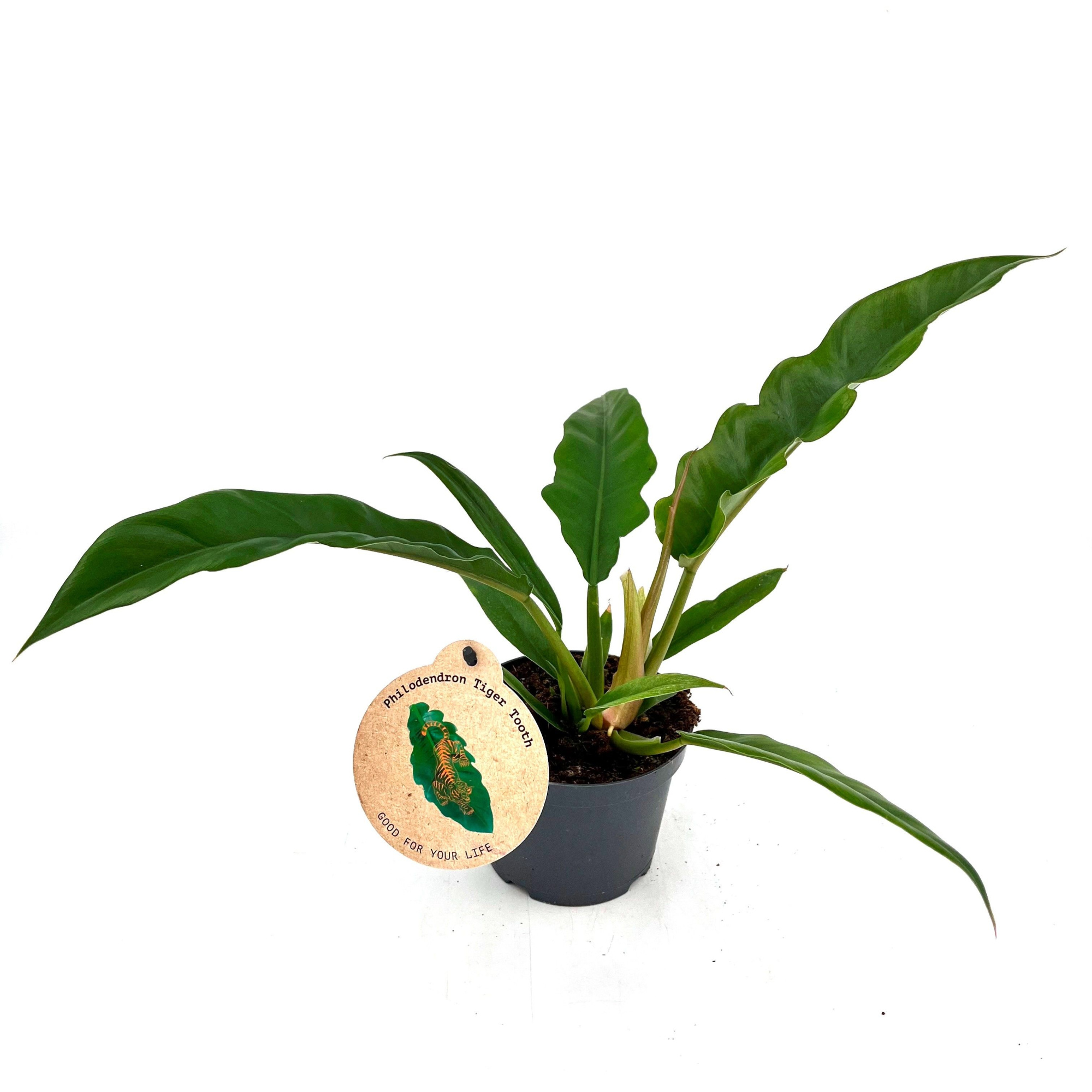 Spec. Phil. Narrow "Tigertooth", D 12 cm