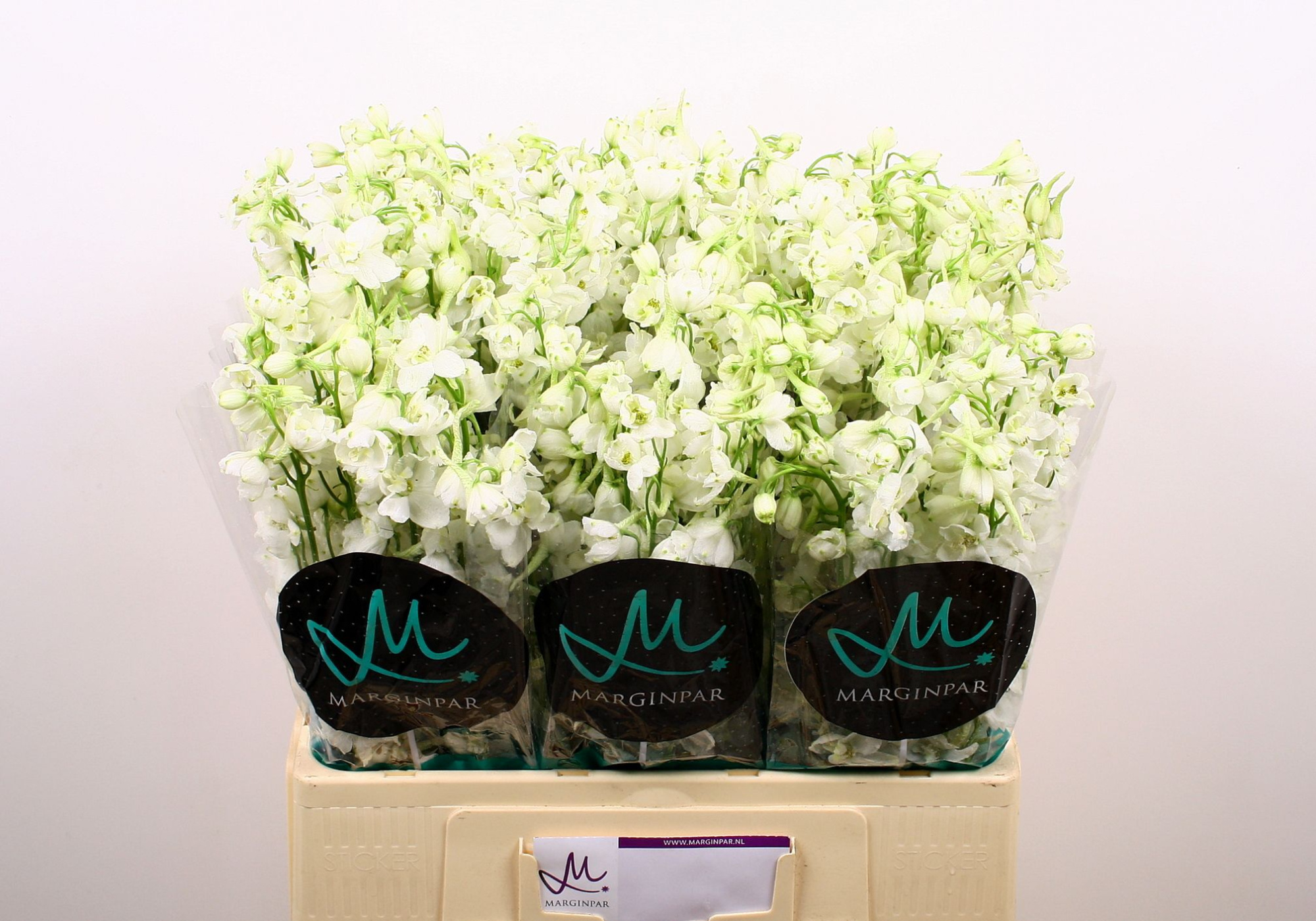 Дельфиниум од. Белла Андес Вайт 60, шт.