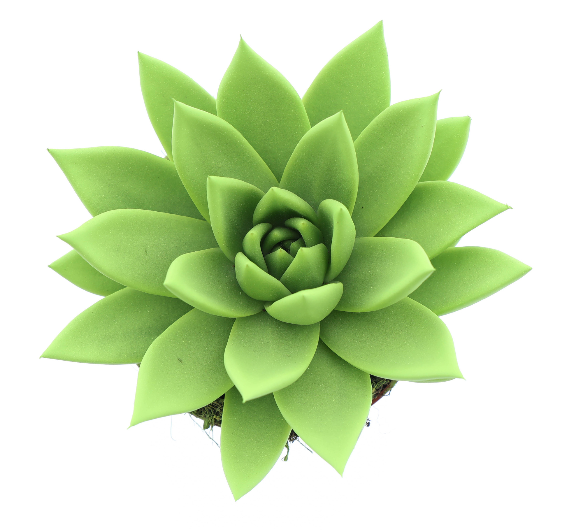 Rainbow yellow-green, D 10,5 cm