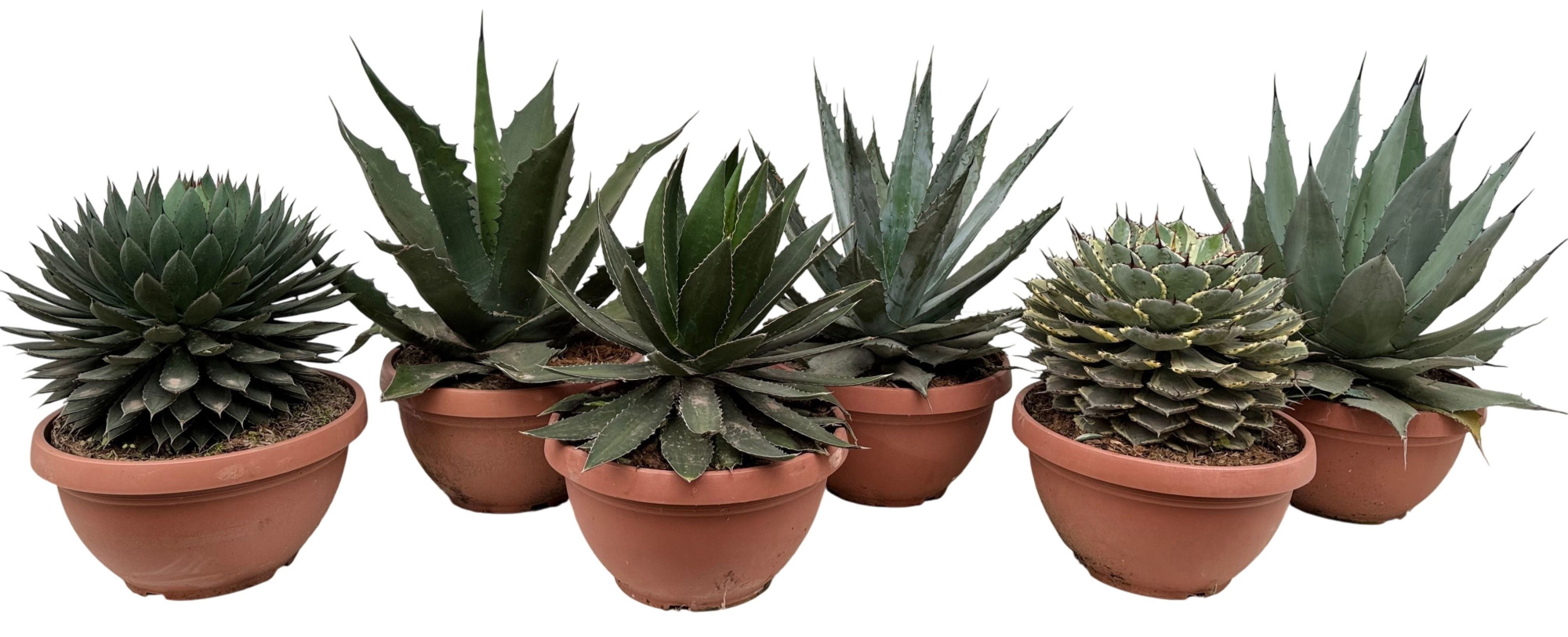 Agave mix schaal 40, D 40