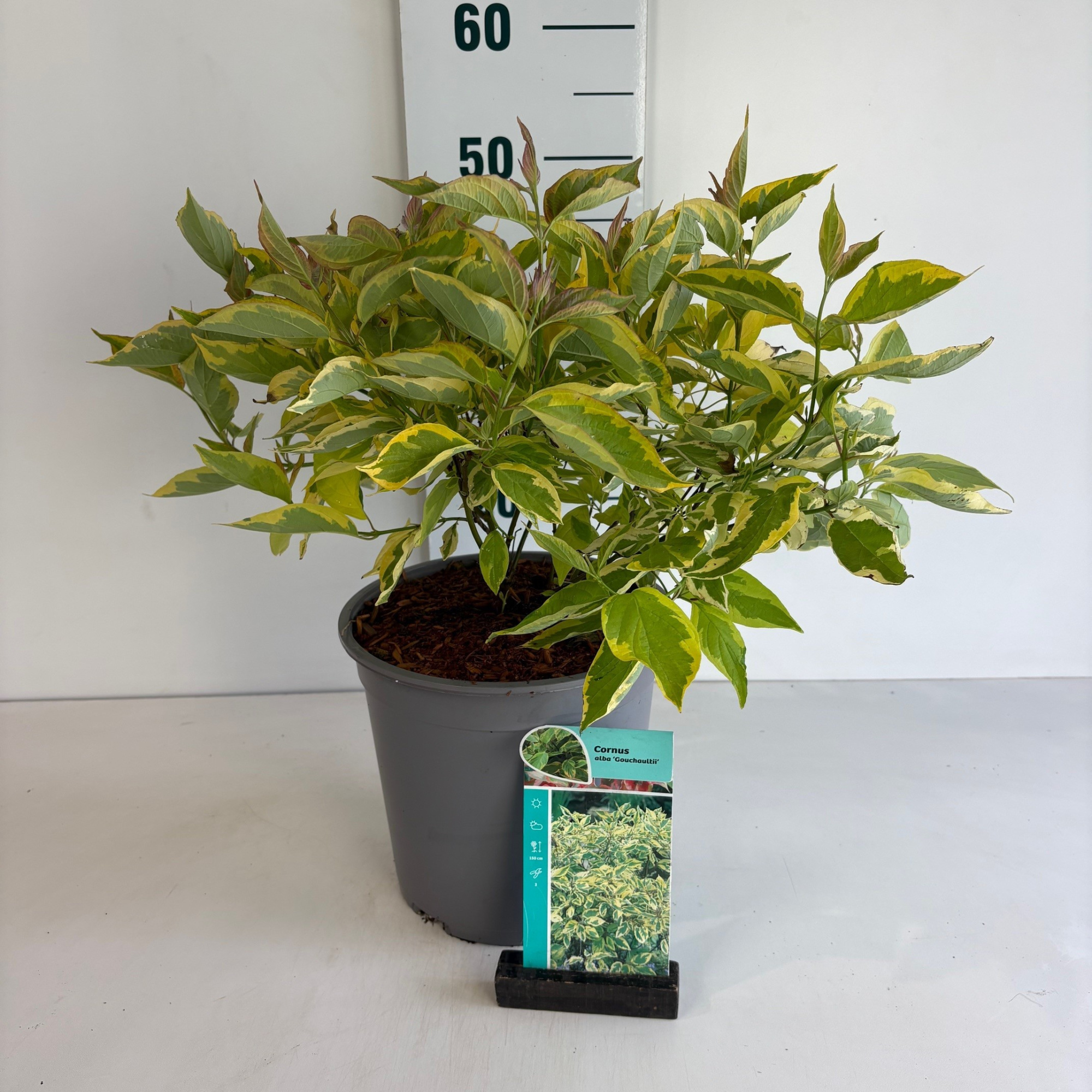 Cornus alba Gouchaultii, D 24 cm