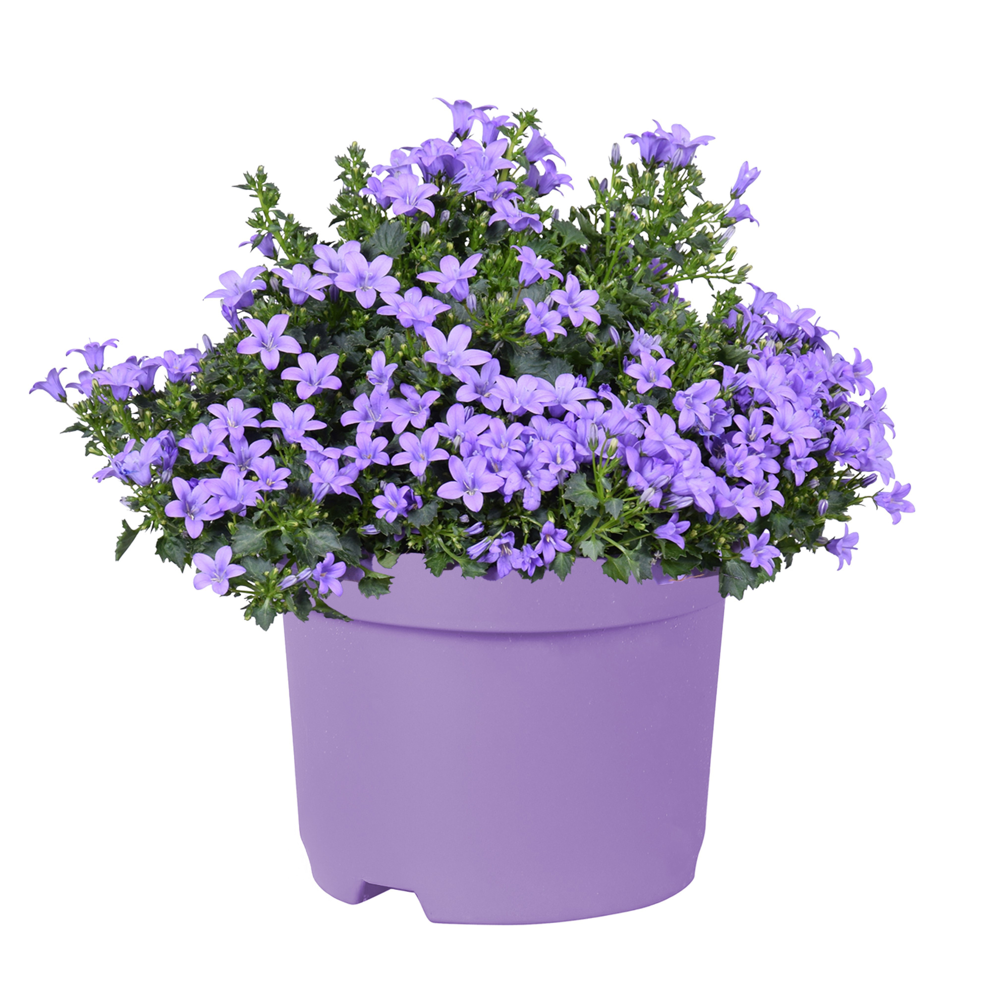 Campanula portenschlagiana KoSea Karen licht paars, D 12