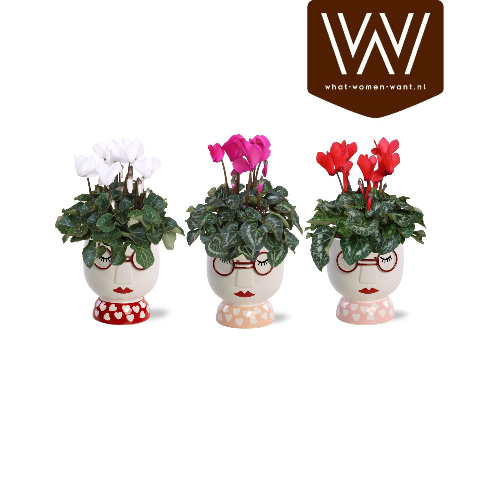 Collectie "Sympathetic Moods" - Cyclamen in pot Steffie, D 12