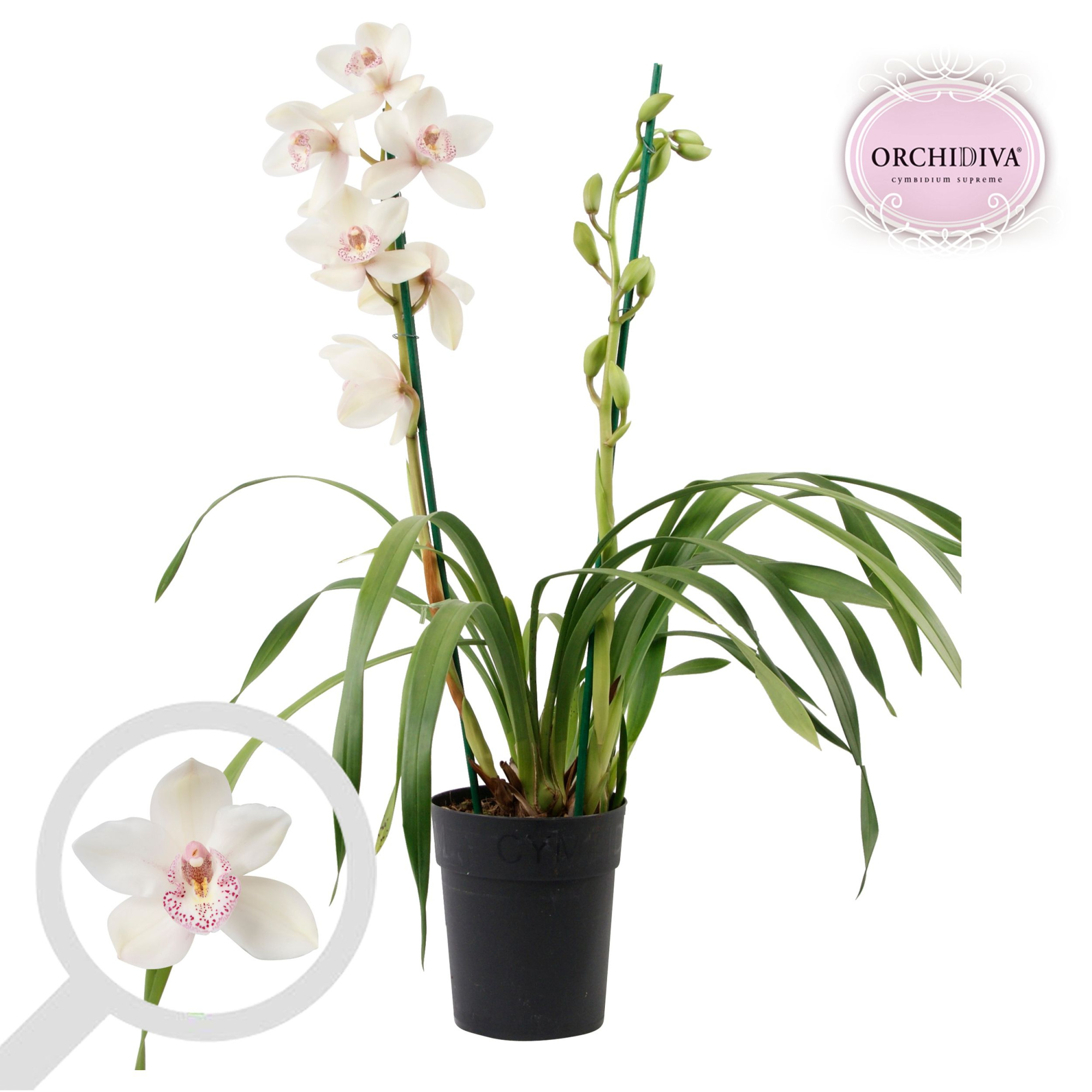 Cymbidium wit 2 tak, D 14 cm