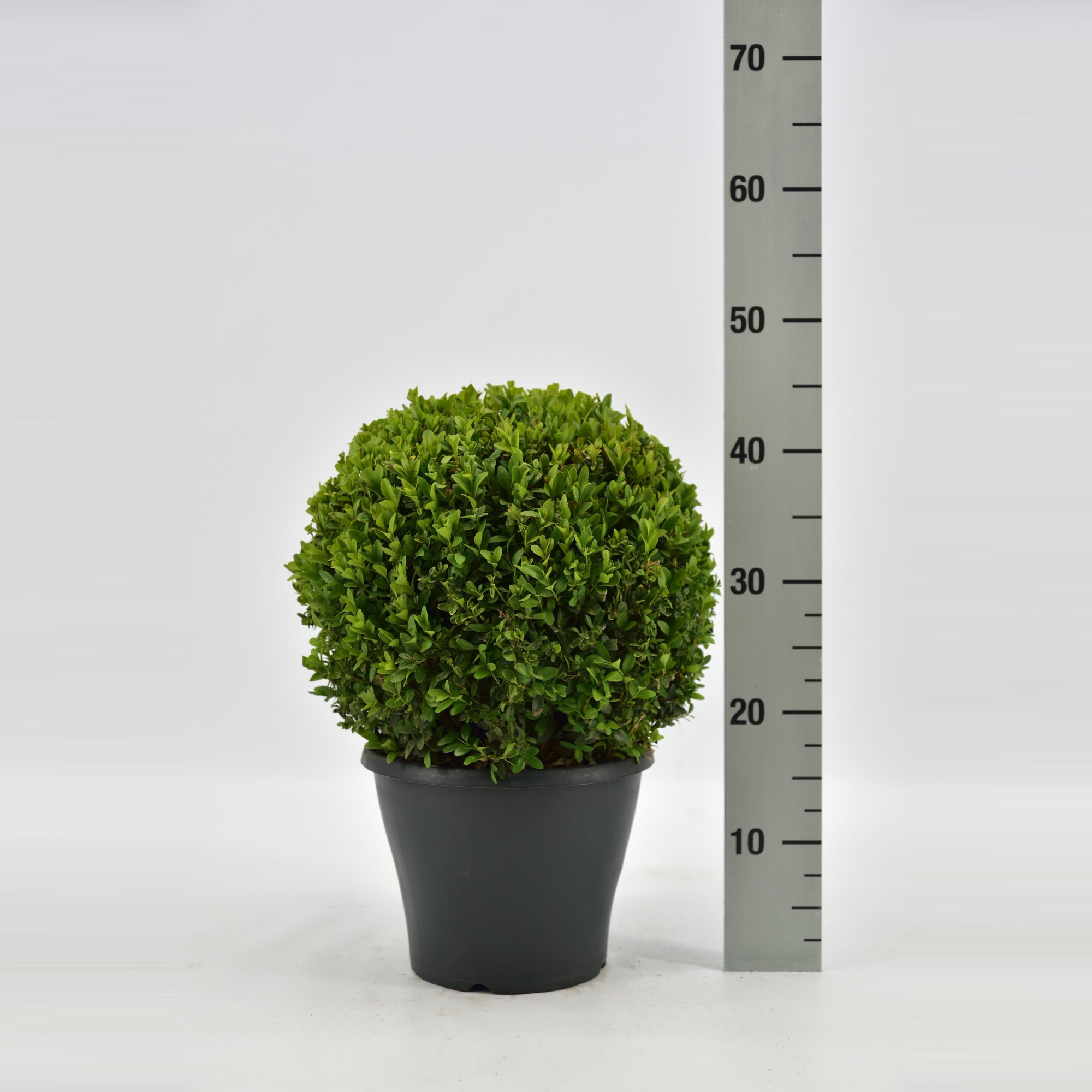 Buxus sempervirens bol, D 23