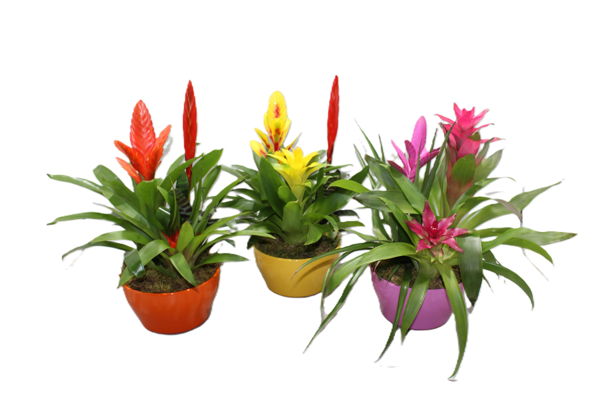 Bromelia Coupe Exotic 20CM Classic, D 20