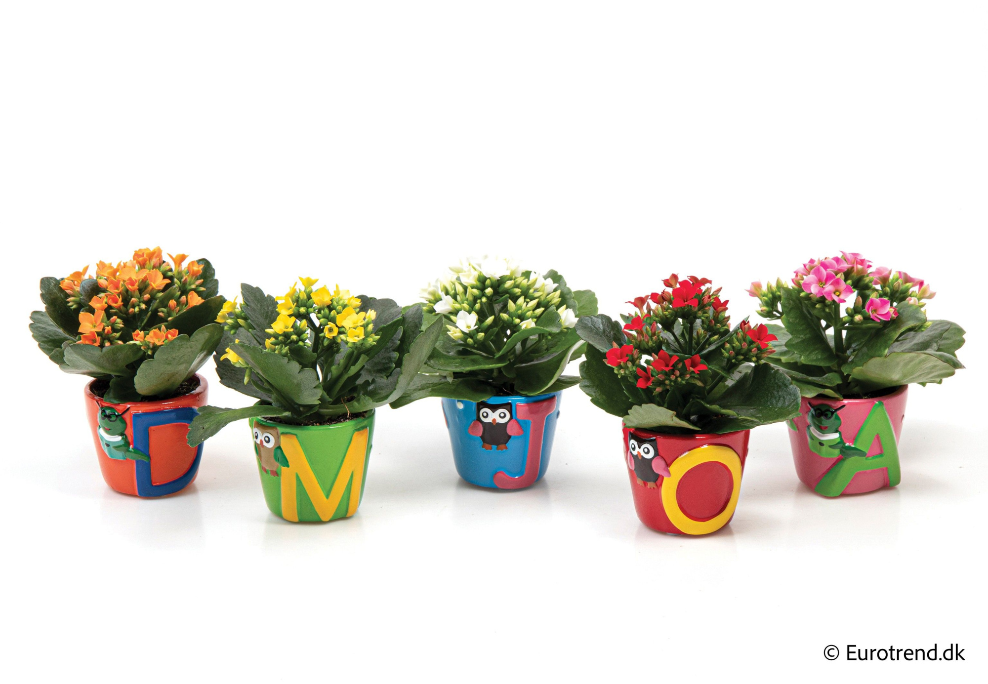 Kalanchoe in ABC ceramic - Spring, Summer & Autumn 2025, D 6 cm
