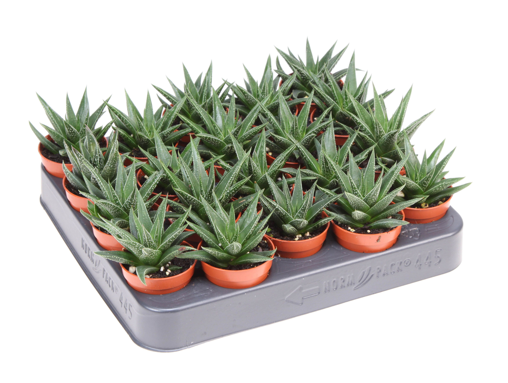 Haworthia Herbacea, D 5,5