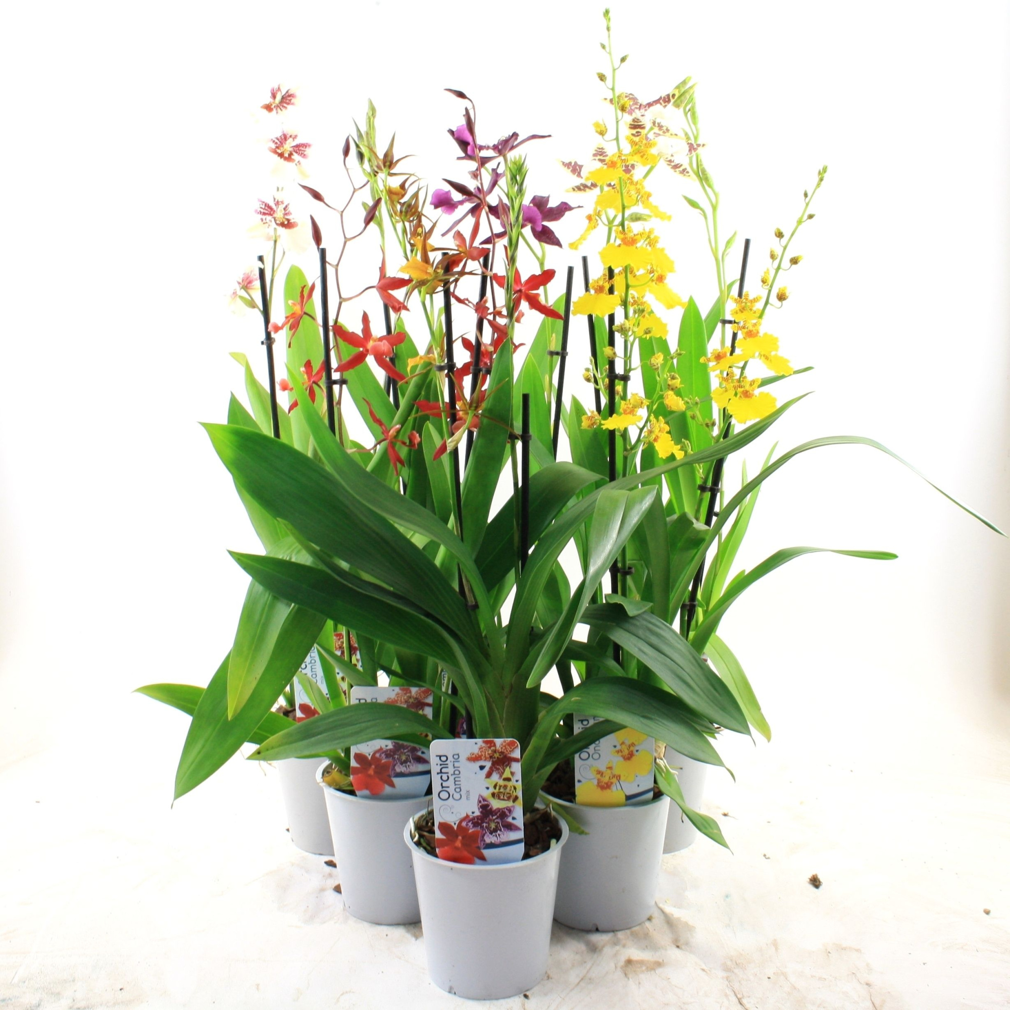 Orchideeën Mix lang 2-tak, D 12