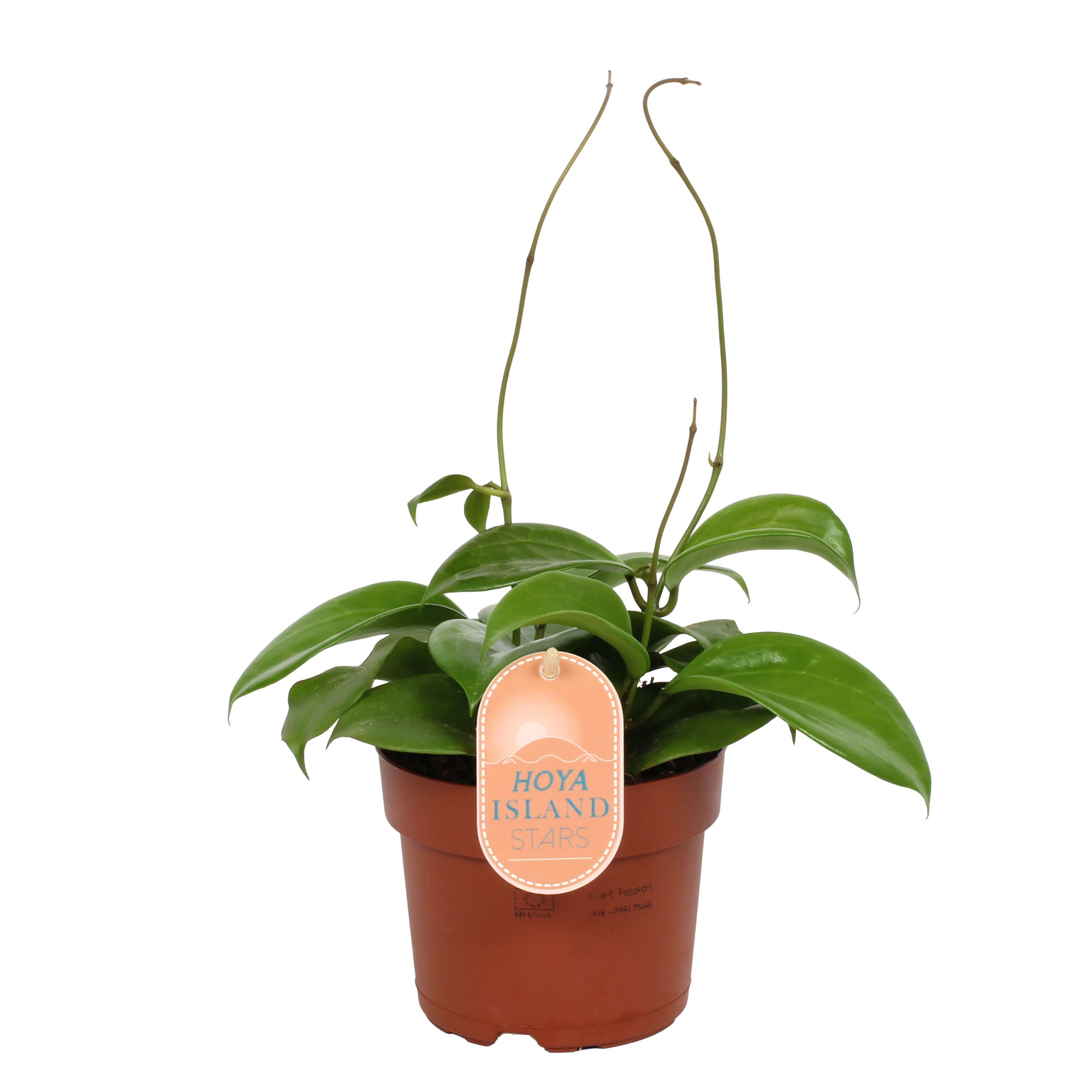 Hoya Quinqeuenervia - Star of Madura 12cm, D 12 cm