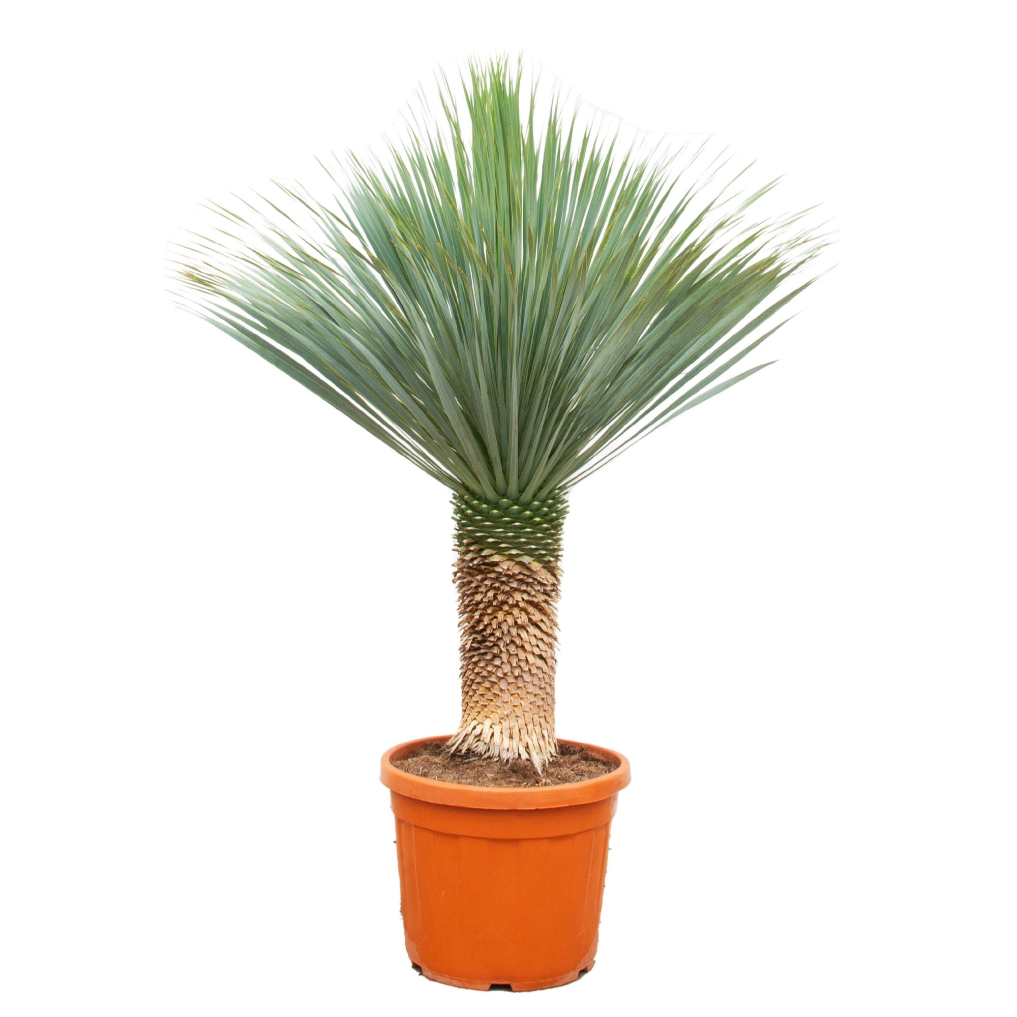 Yucca Rostrata - 160cm, D 55