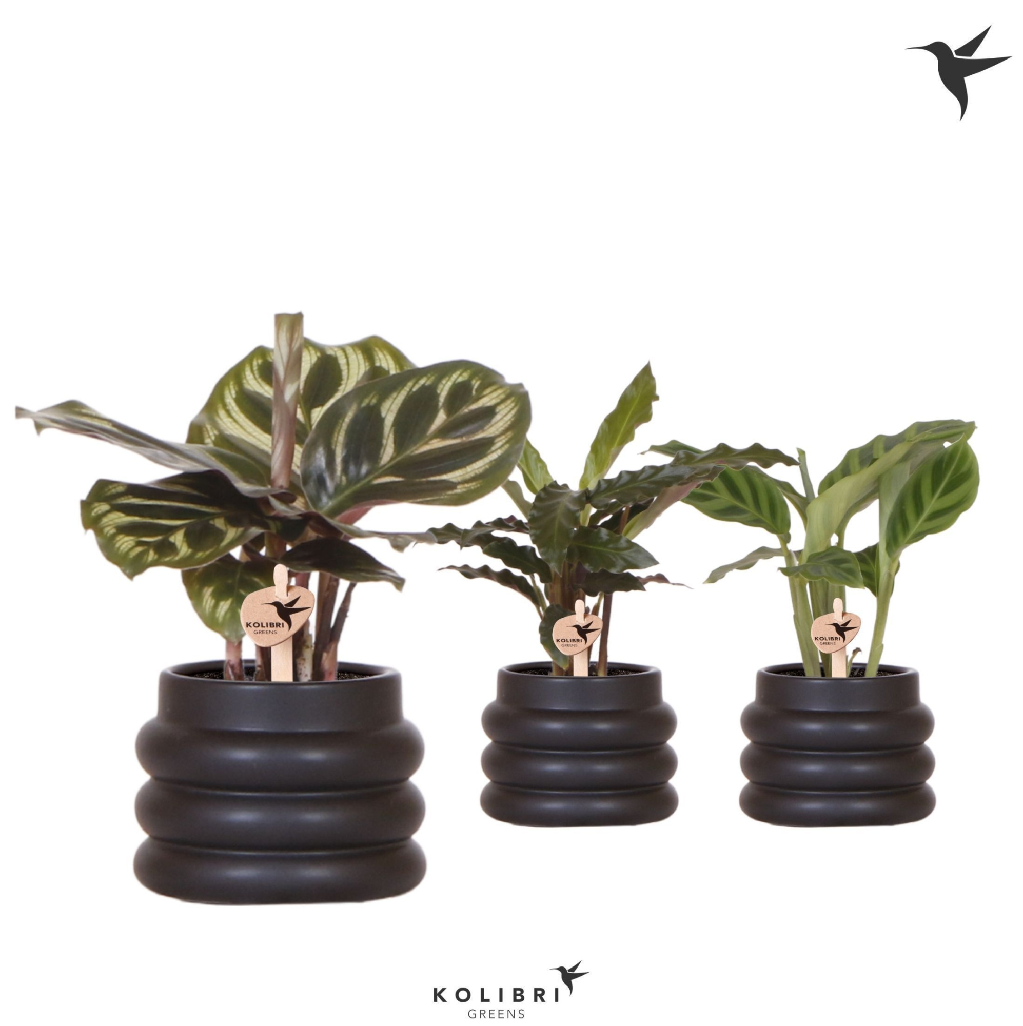 Kolibri Greens Calathea mix in Bubble pot black, D 6 cm