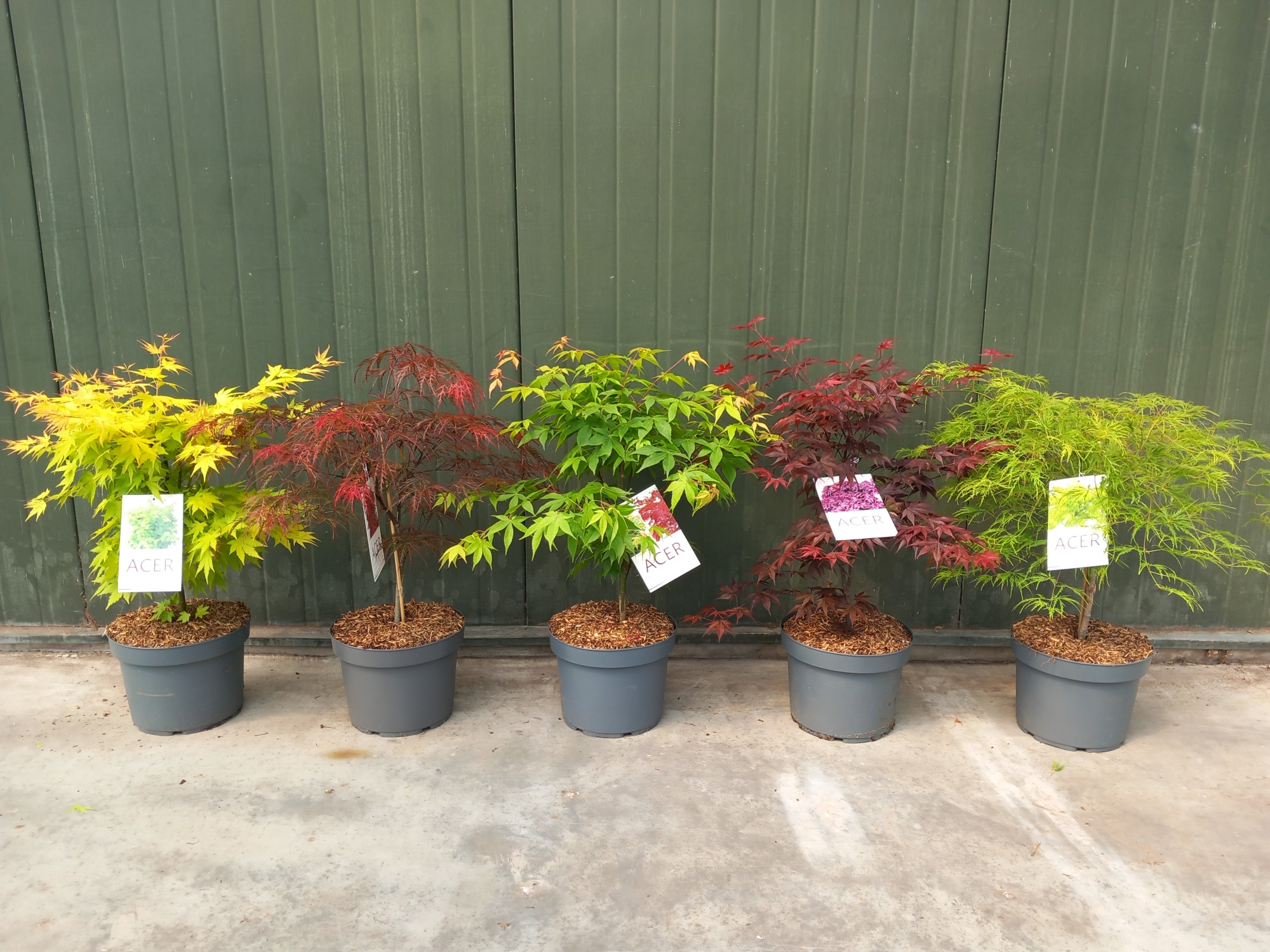 Acer palmatum mix C10, D 32 cm