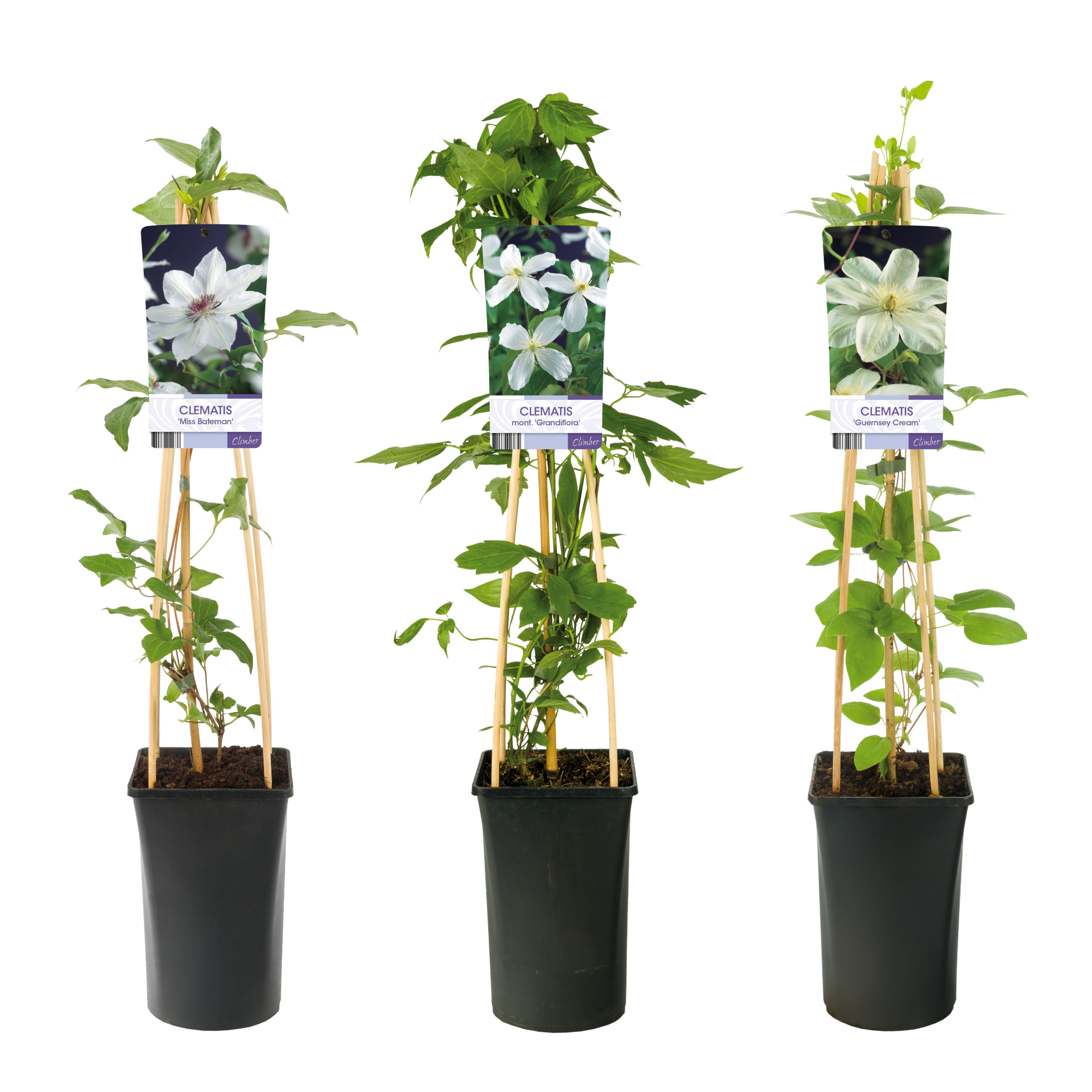 Mixshelf Clematis white +light label, D 17 cm