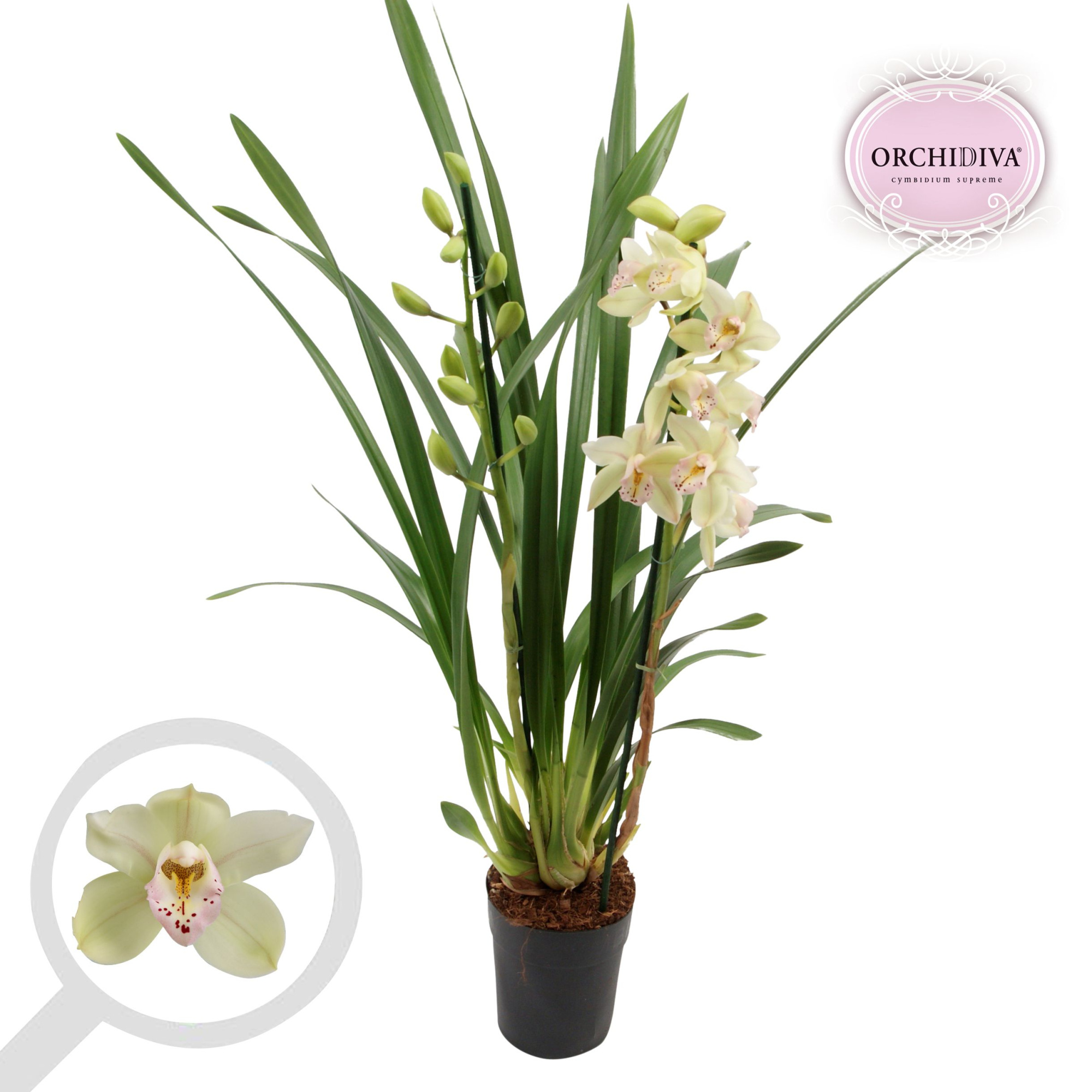 Cymbidium groen 2 tak, D 14