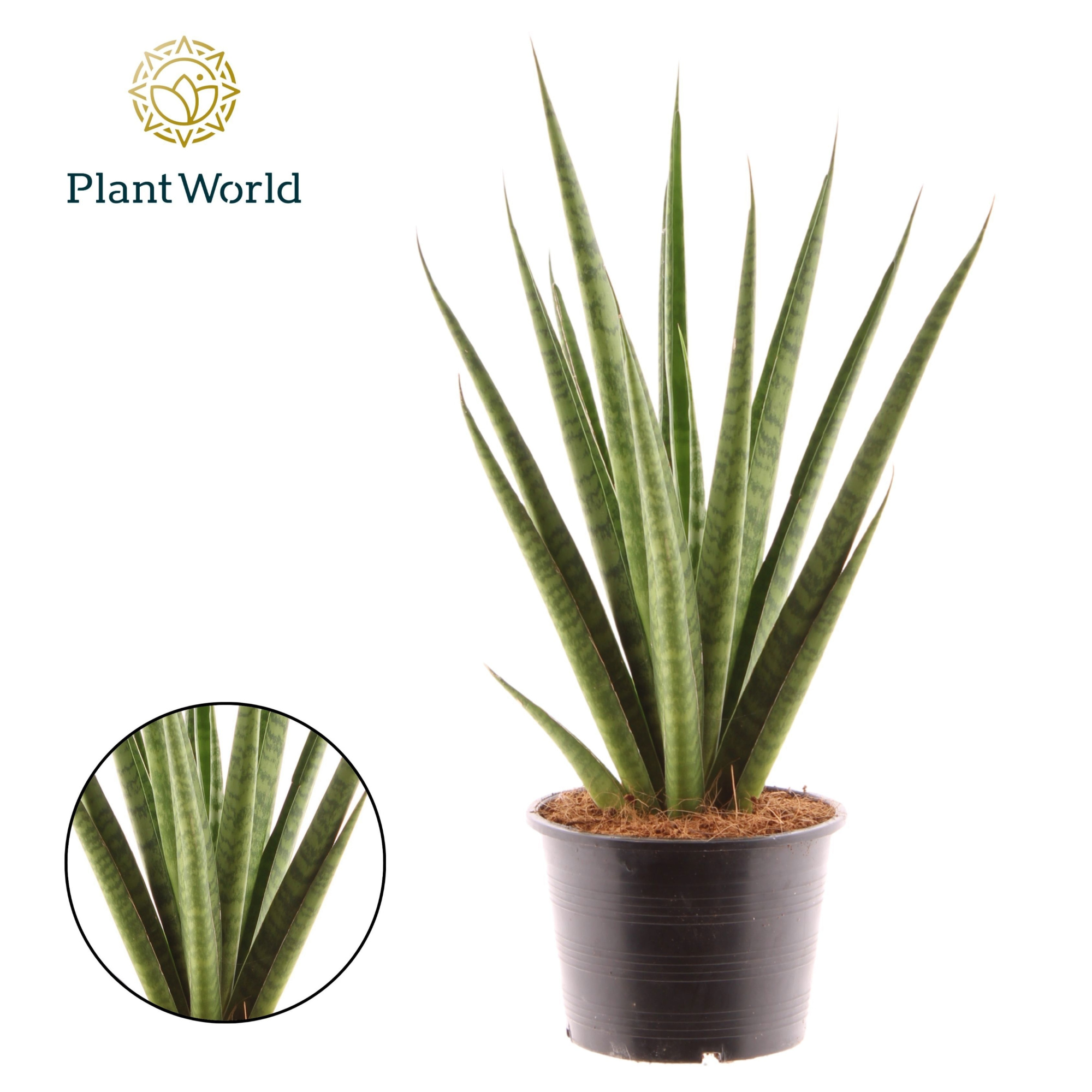 Sansevieria 'trifciata' Pineapple, D 14