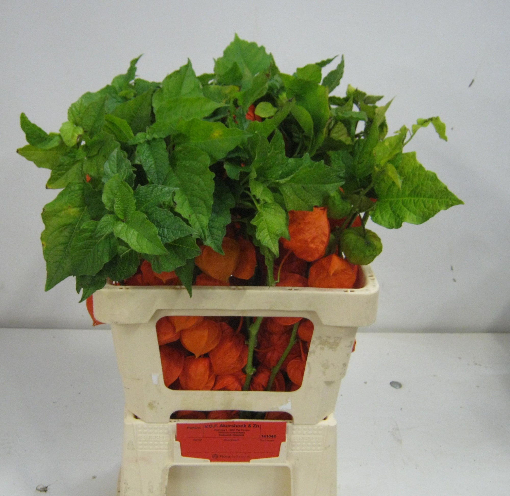 Физалис Лампион за ветку 60, шт.