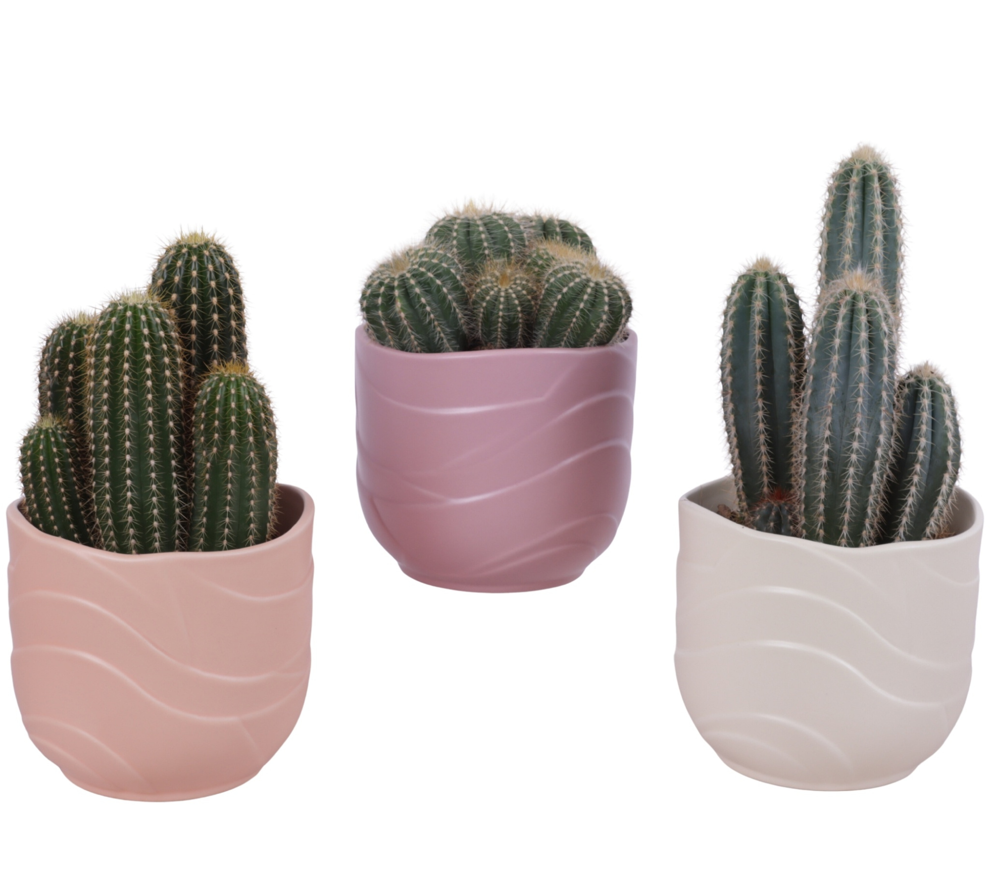 Cactus mix Ø12cm in Ø14cm Ceramic SE660, D 14