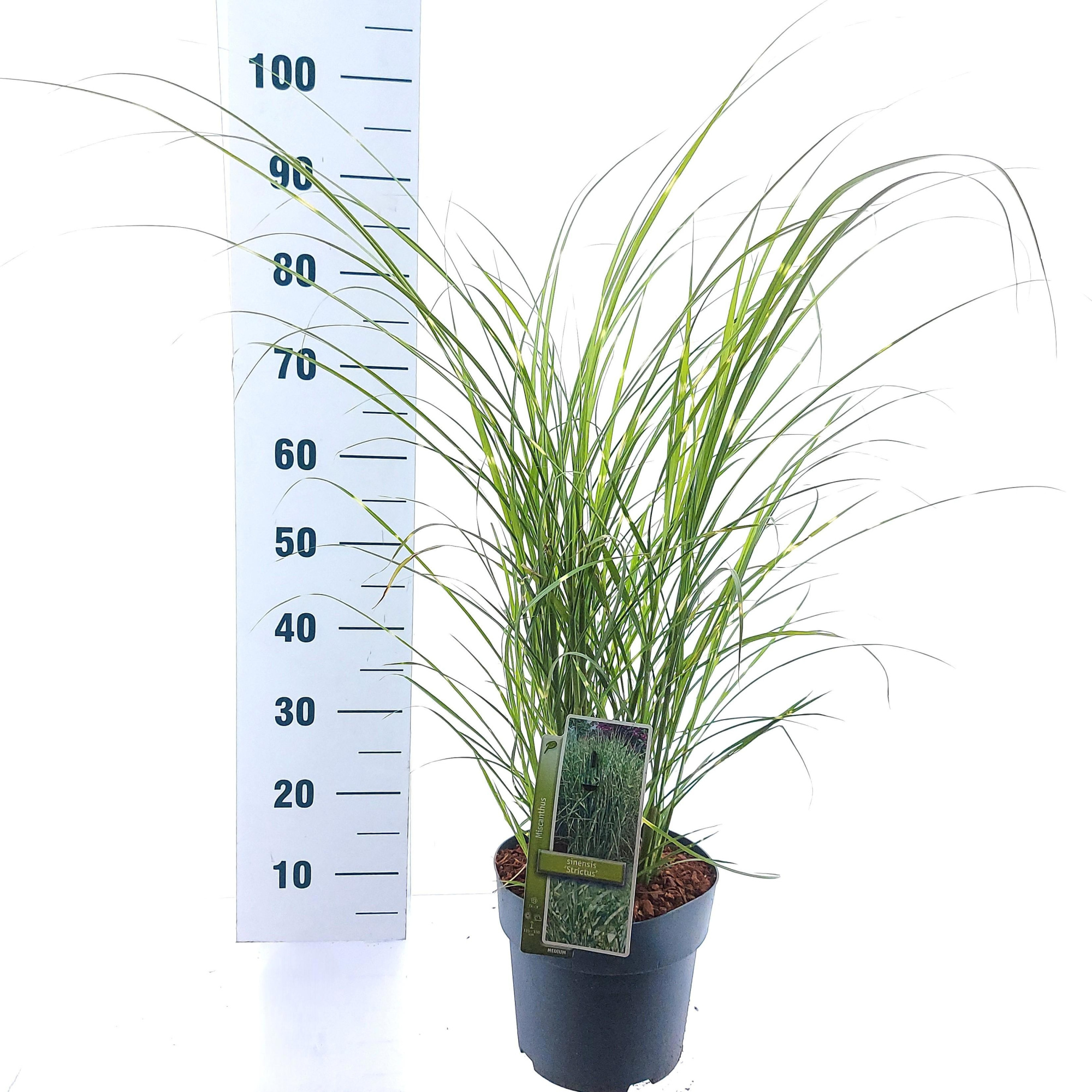 Miscanthus sin. 'Strictus', D 23 cm