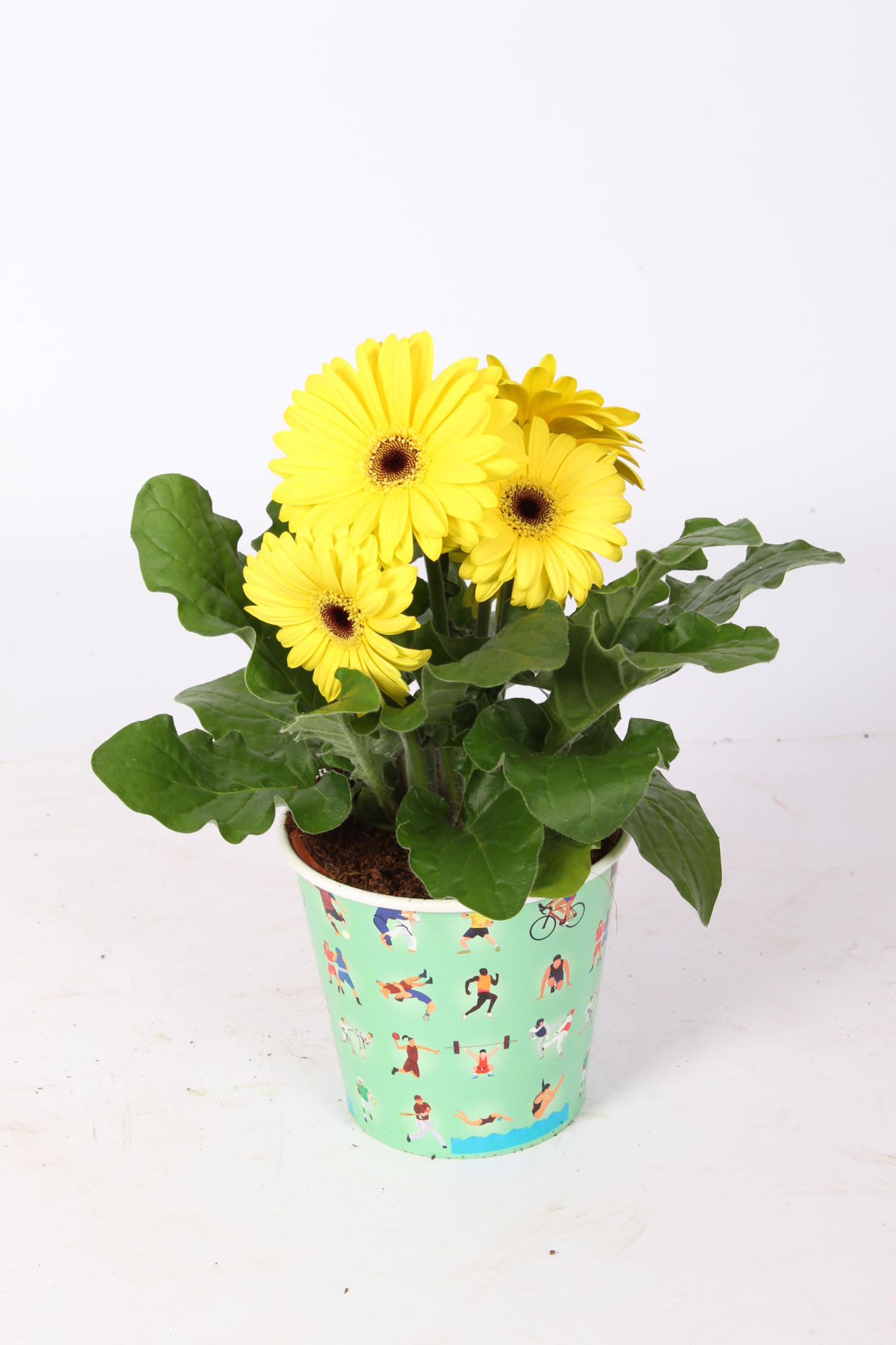Gerbera gemengd 2+ Bl in sport beker, D 12 cm