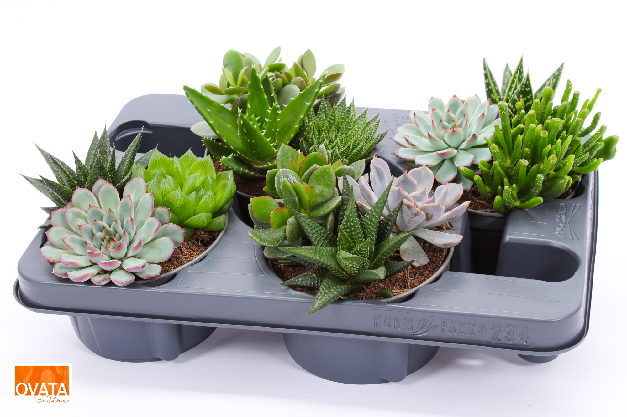 Succulent bowl 13, D 13 cm