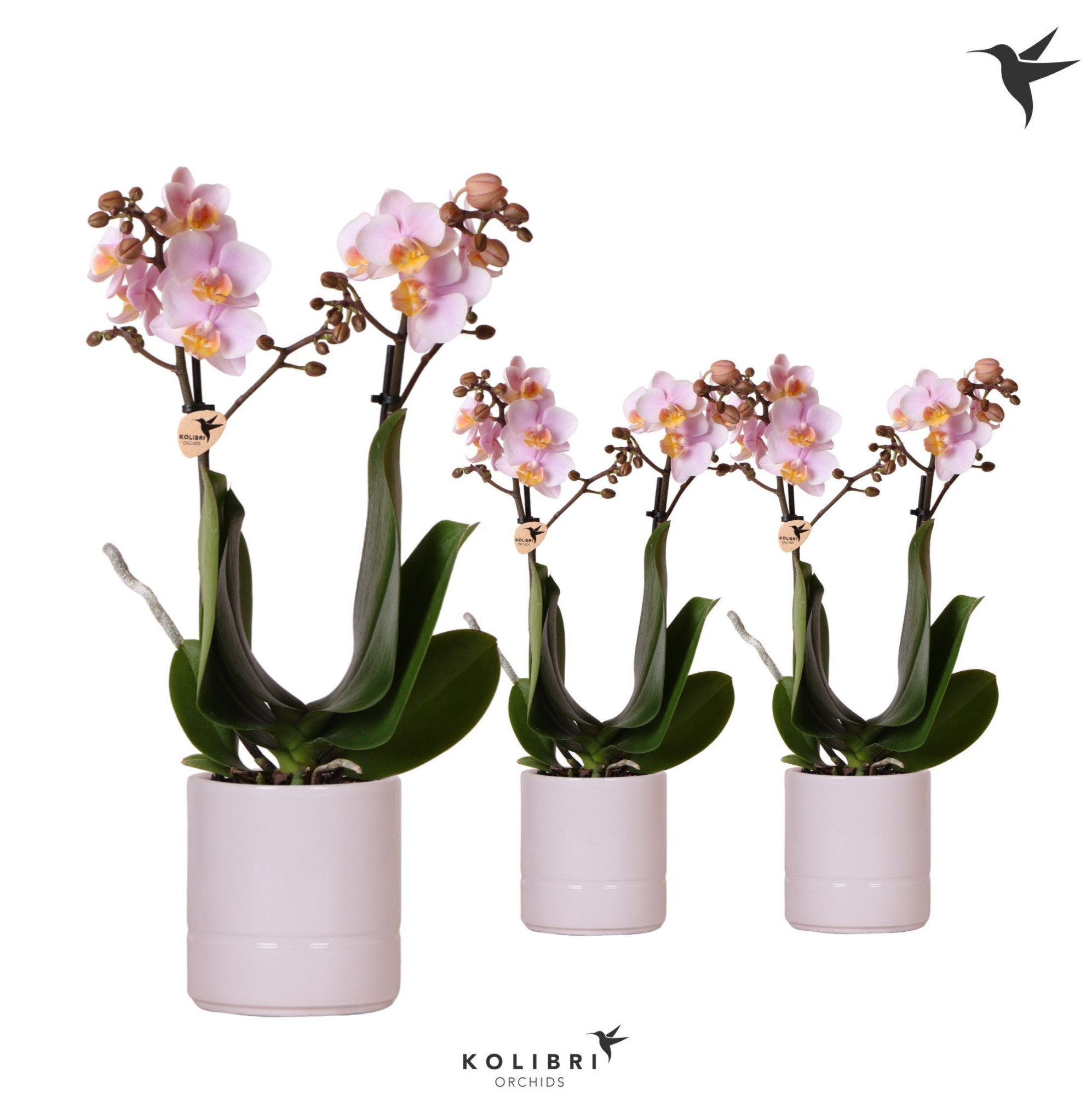 Kolibri Orchids Phalaenopsis mix 2 spike in Pastel pot pink, D 9