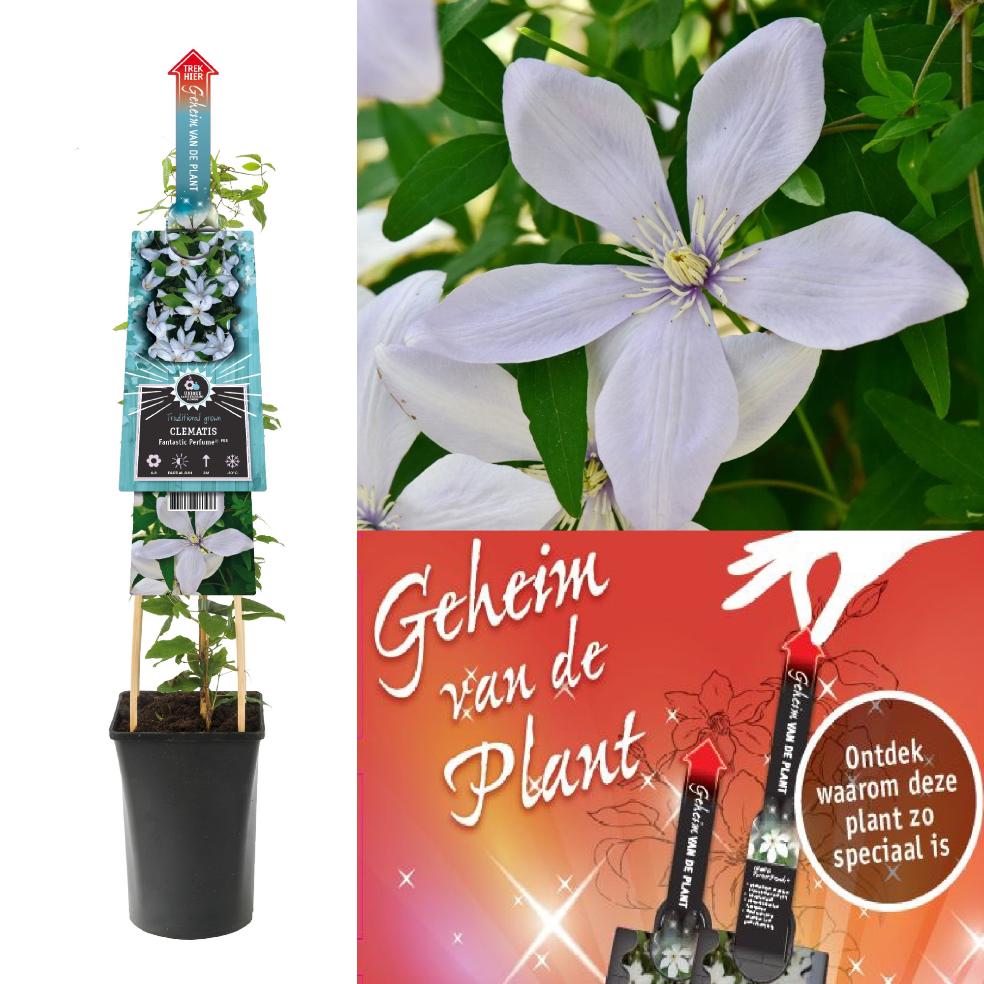 Clematis Fantastic Perfume PBR 3.0 etiket+ secret of the plant DE, D 17