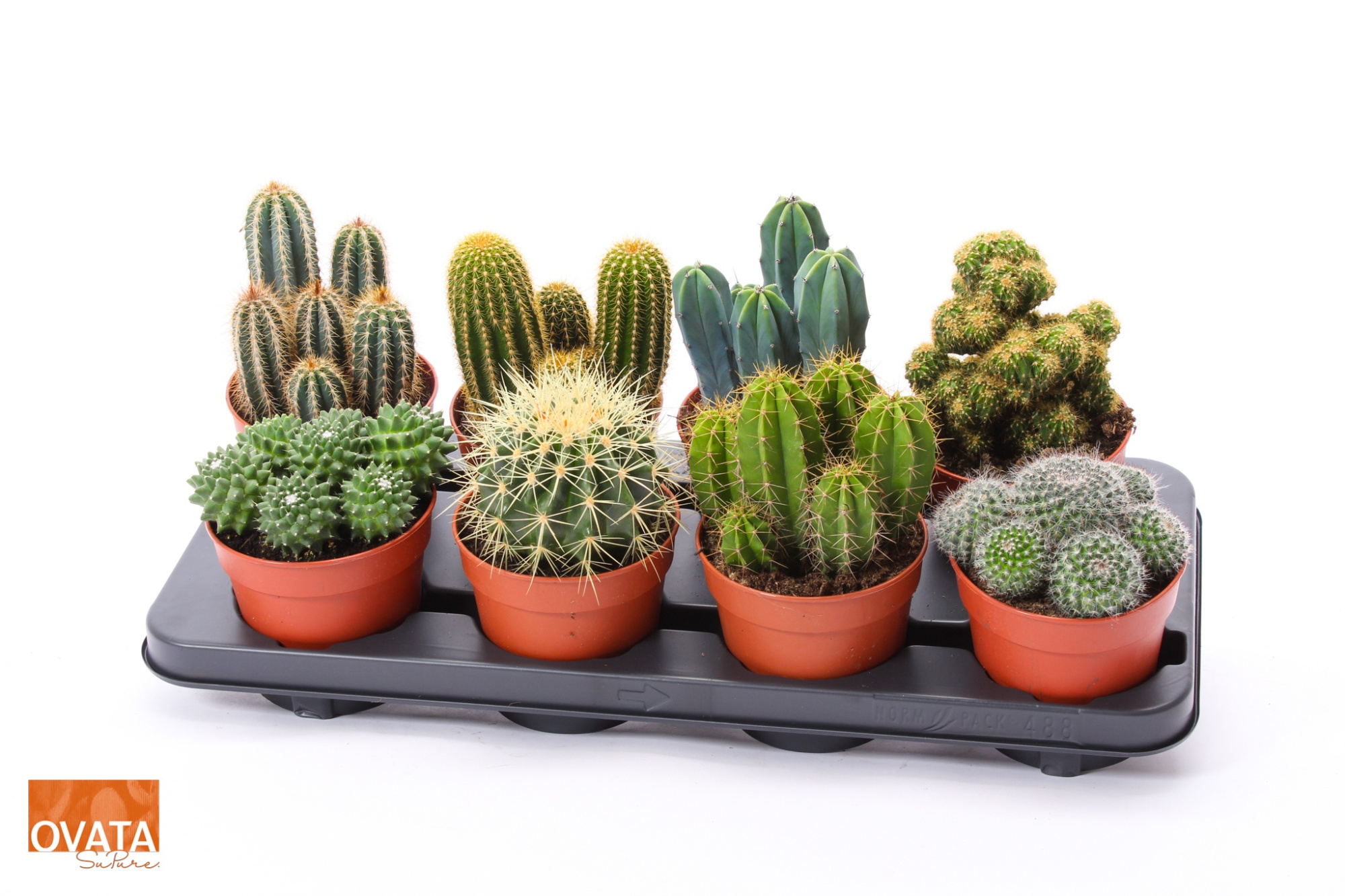 Cactus mix 12 spines, D 12 cm