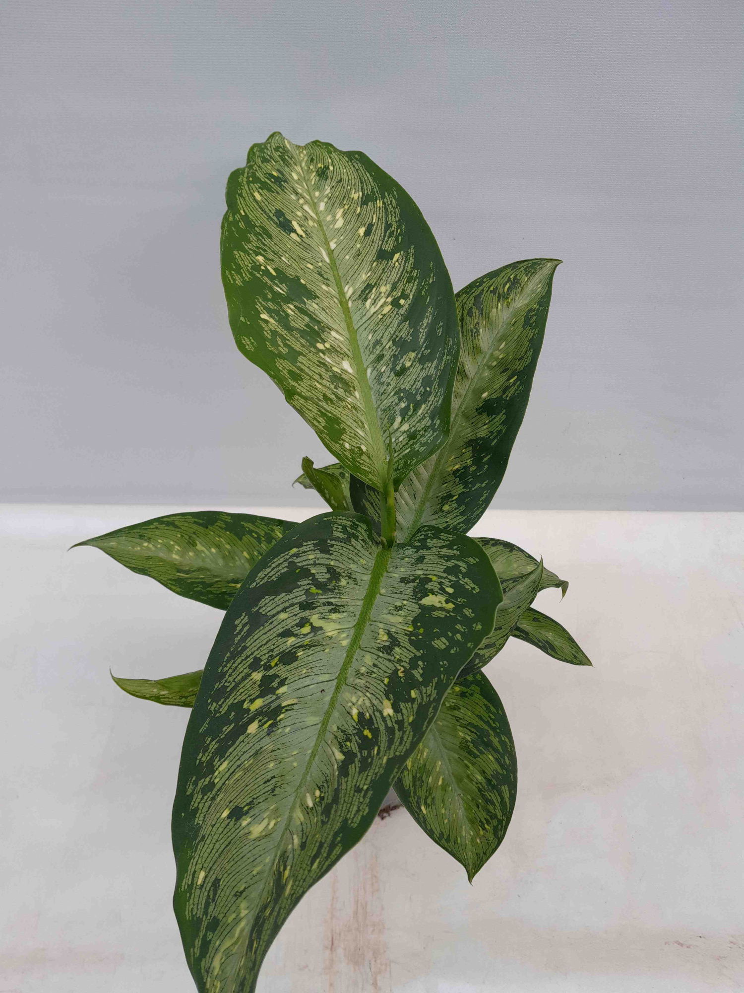 DIEFFENBACHIA MACULATA 'Snow', D 12 cm