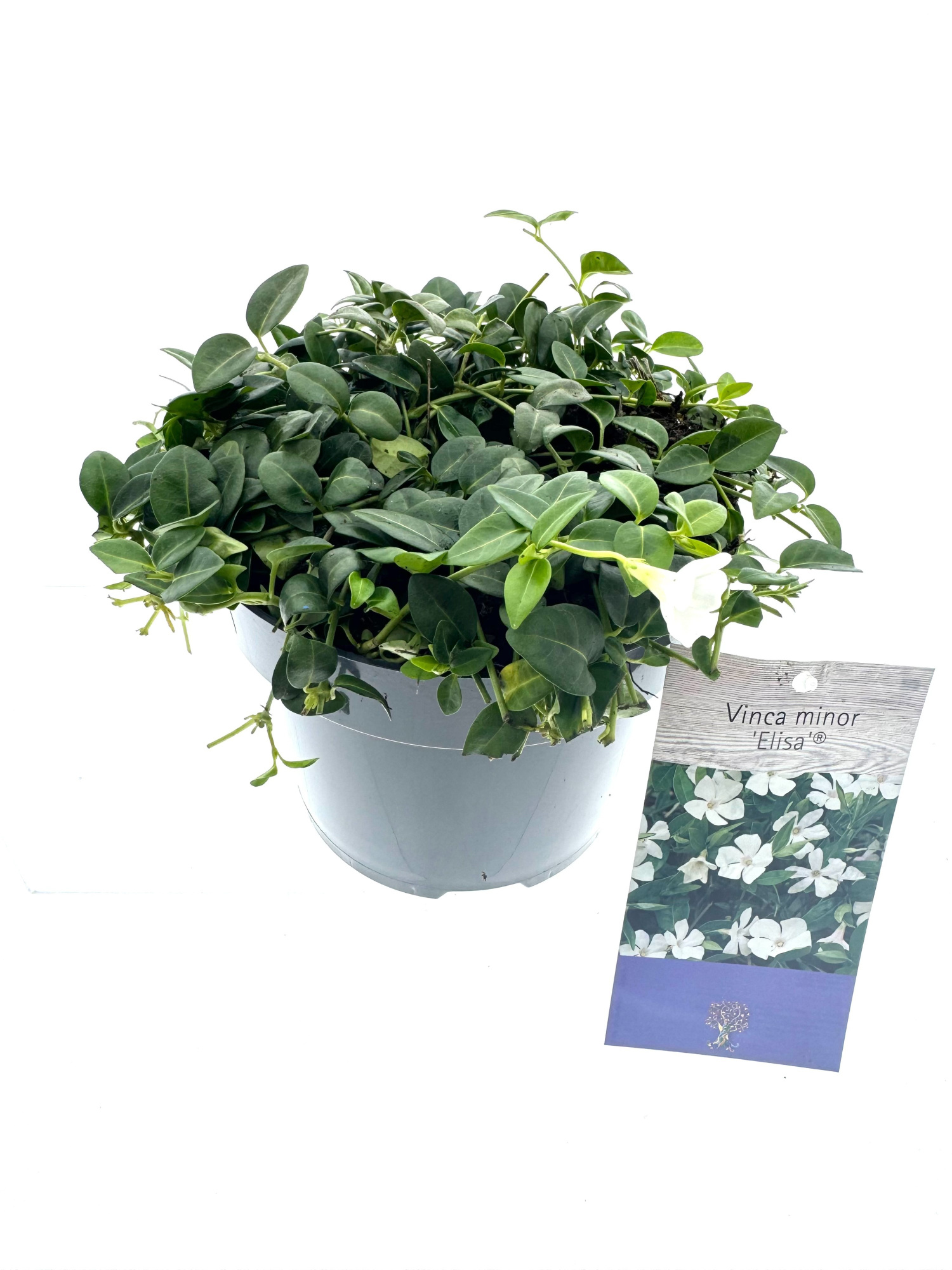 Vinca minor 'Elisa', D 15