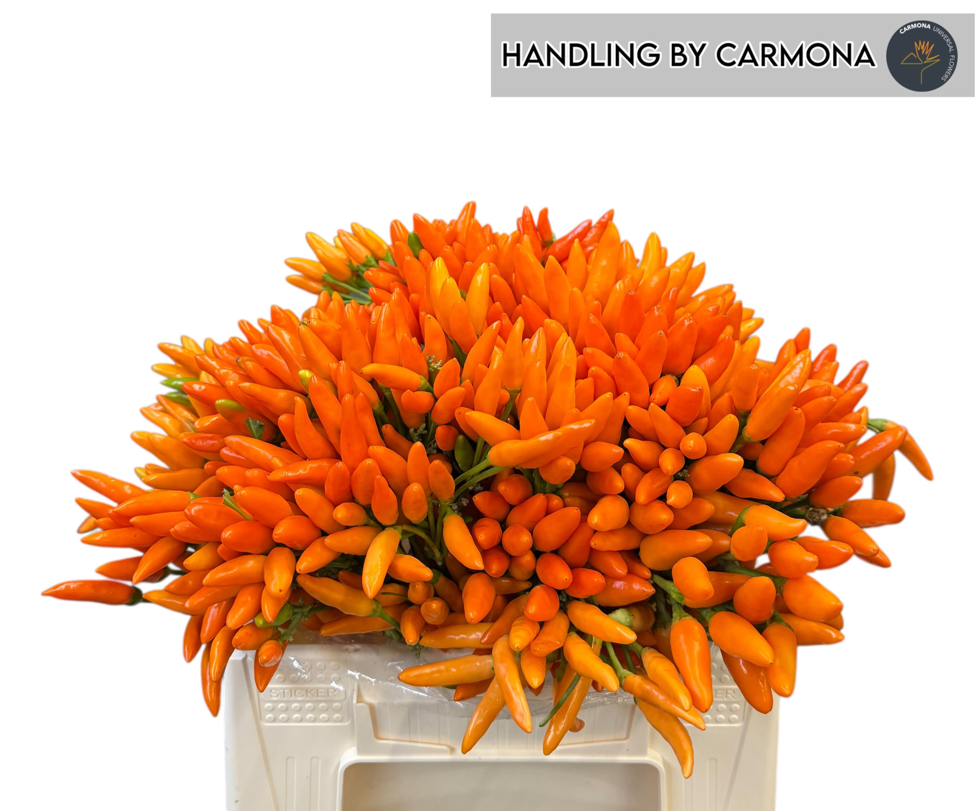 Капсикум Оранж Фае 40, шт.