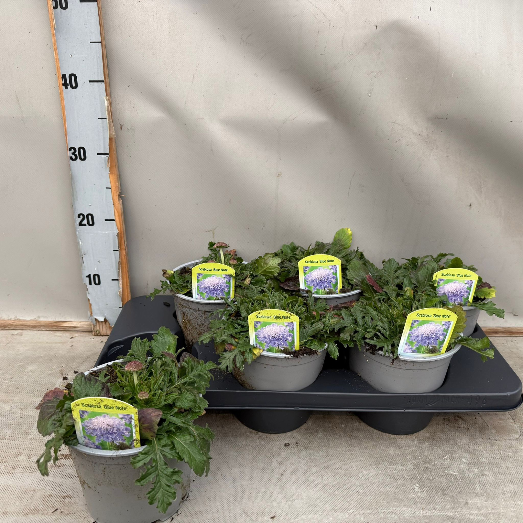 Scabiosa 'Blue Note', D 15