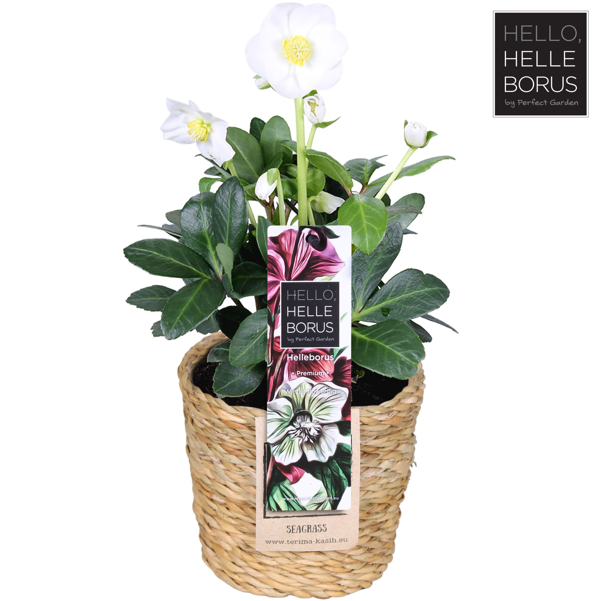 Helleborus niger 'Christmas Carol' P12 (Seagrass Basket), D 12 cm