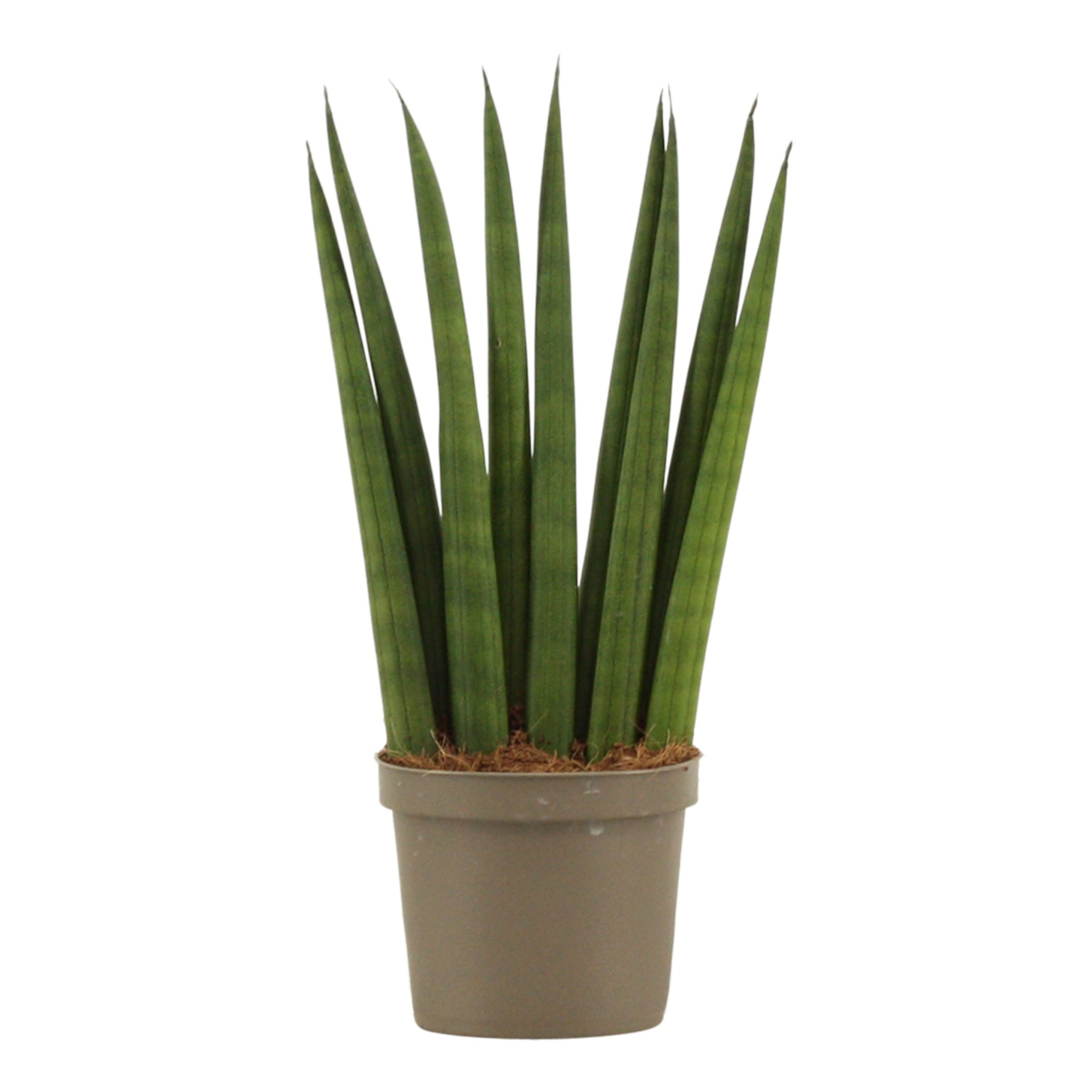 Sansevieria Cylindrica 9 cm Fan, D 9 cm