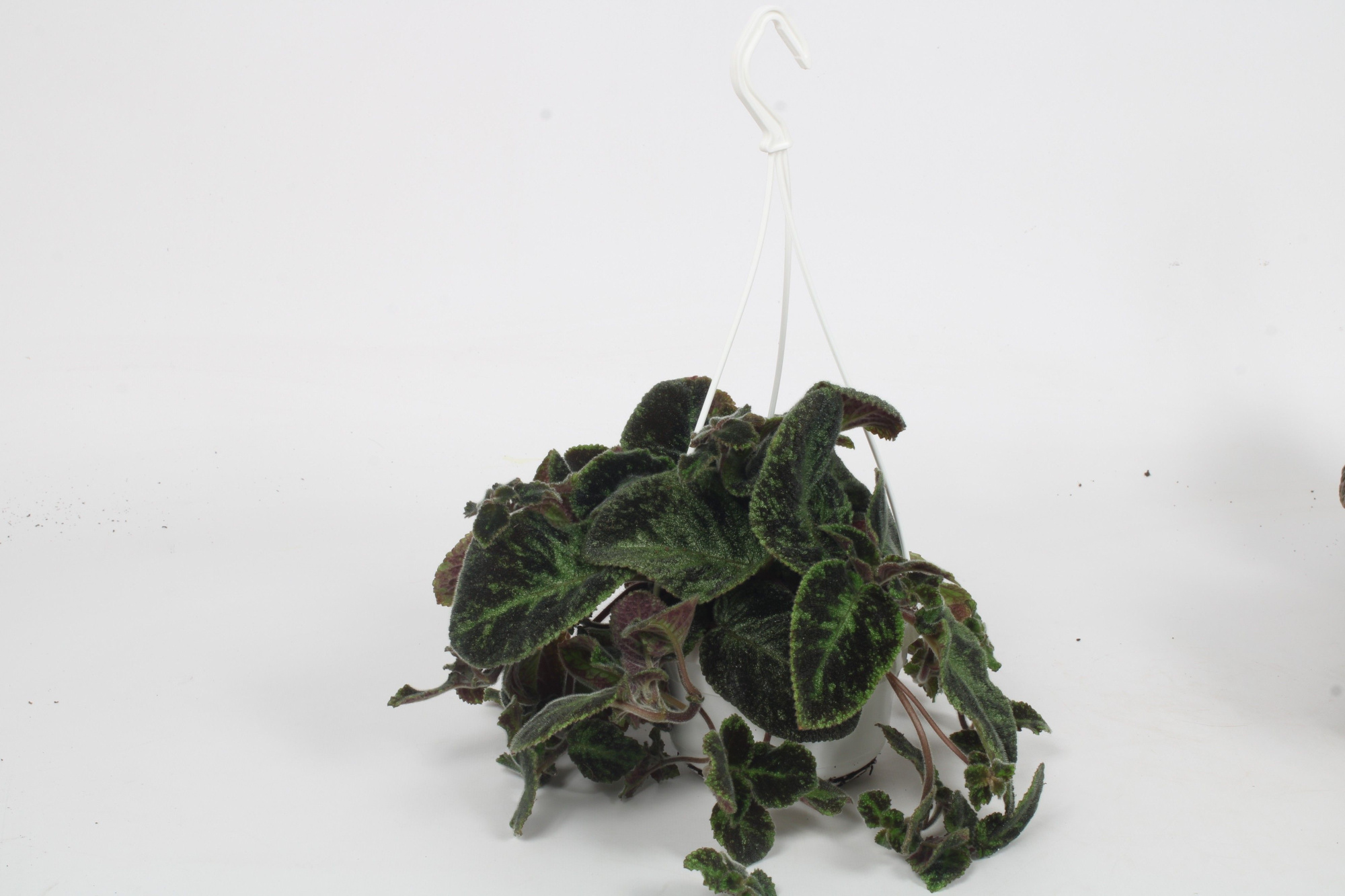 Episcia Black Velvet 14CM, D 14 cm