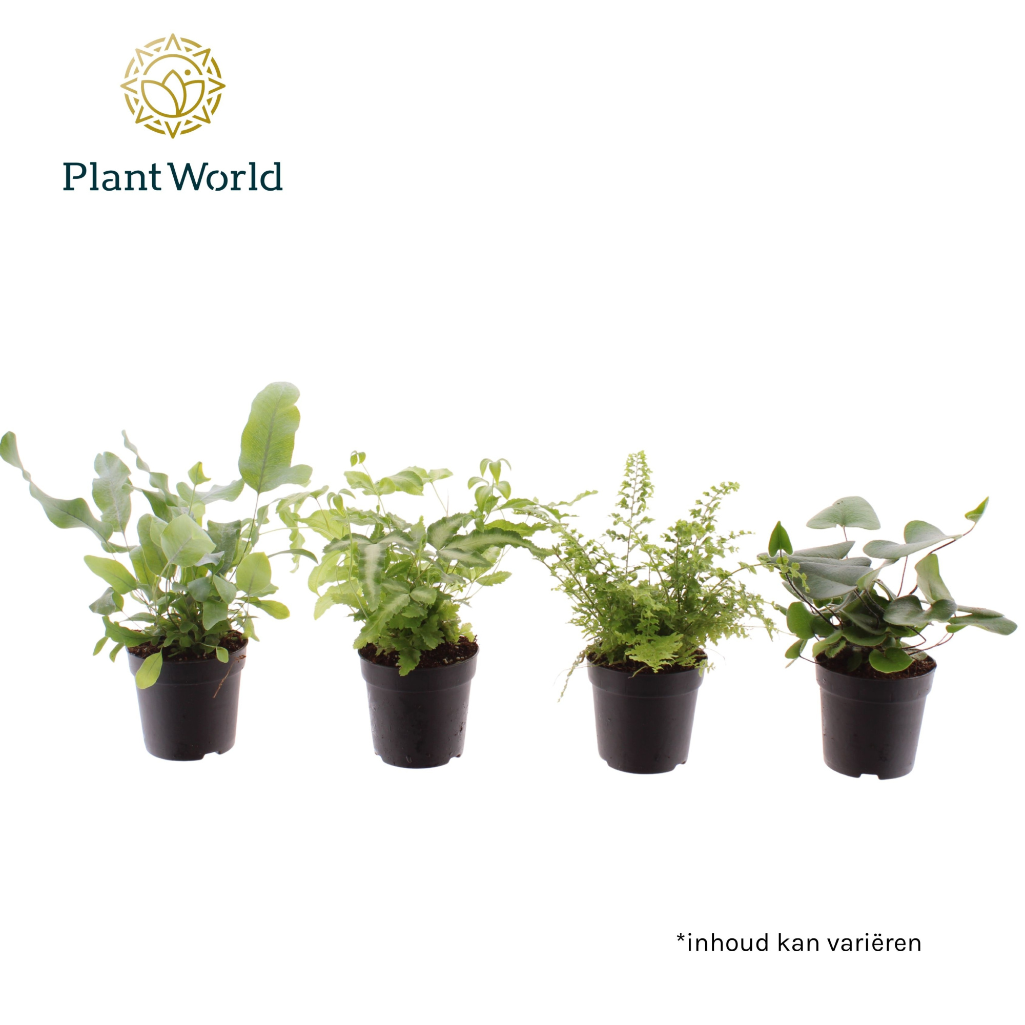 Varen mix 7 cm, D 7 cm