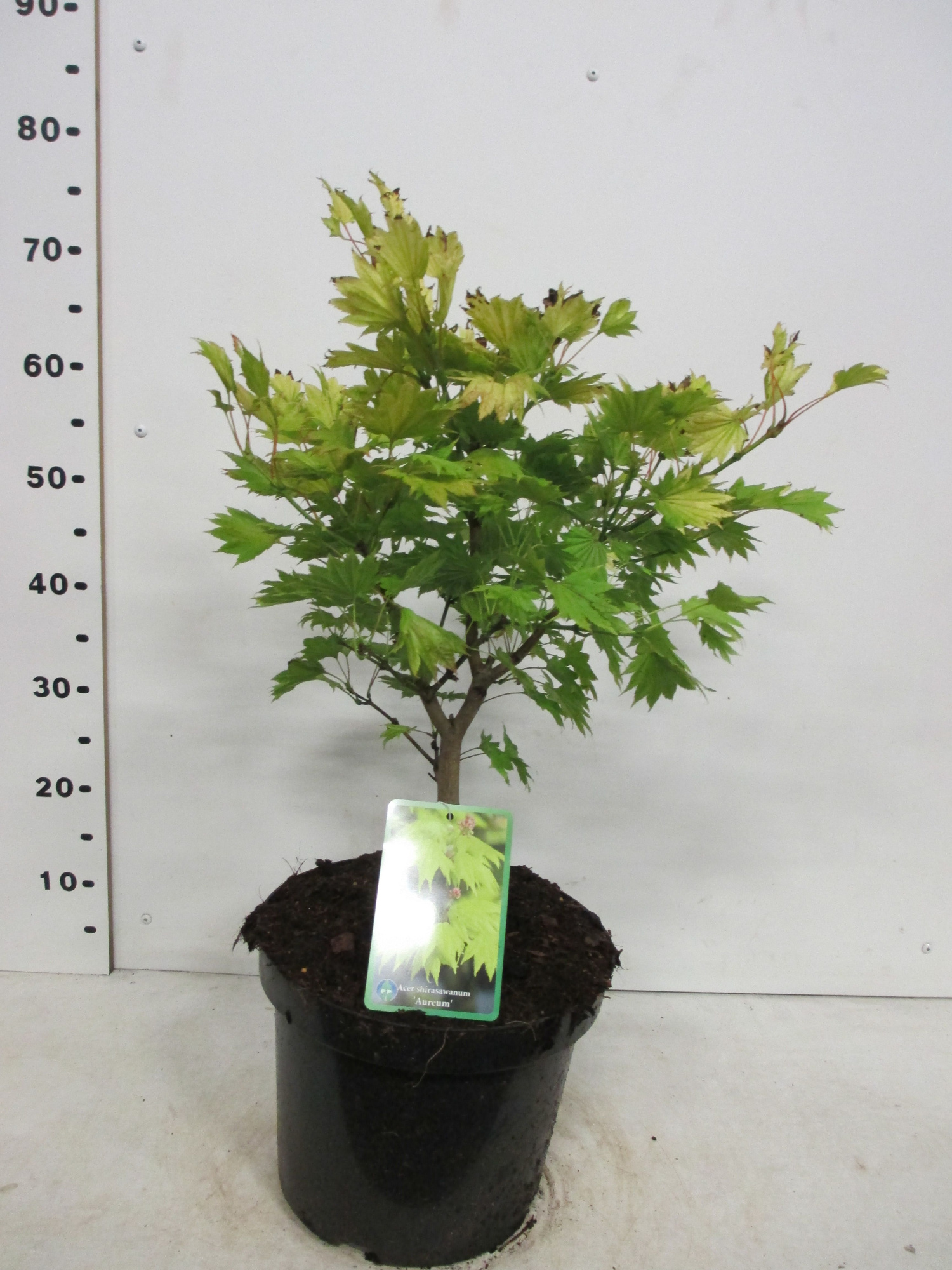 Acer shirasawanum Aureum 40-50 P26, D 26 cm