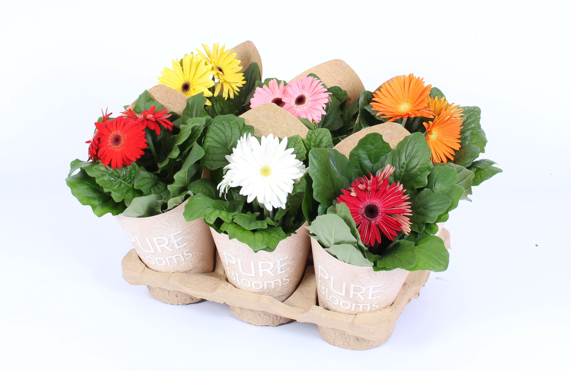 Gerbera gemengd 2+ bl12 cm in Pure Blooms draagtas eco, D 12 cm