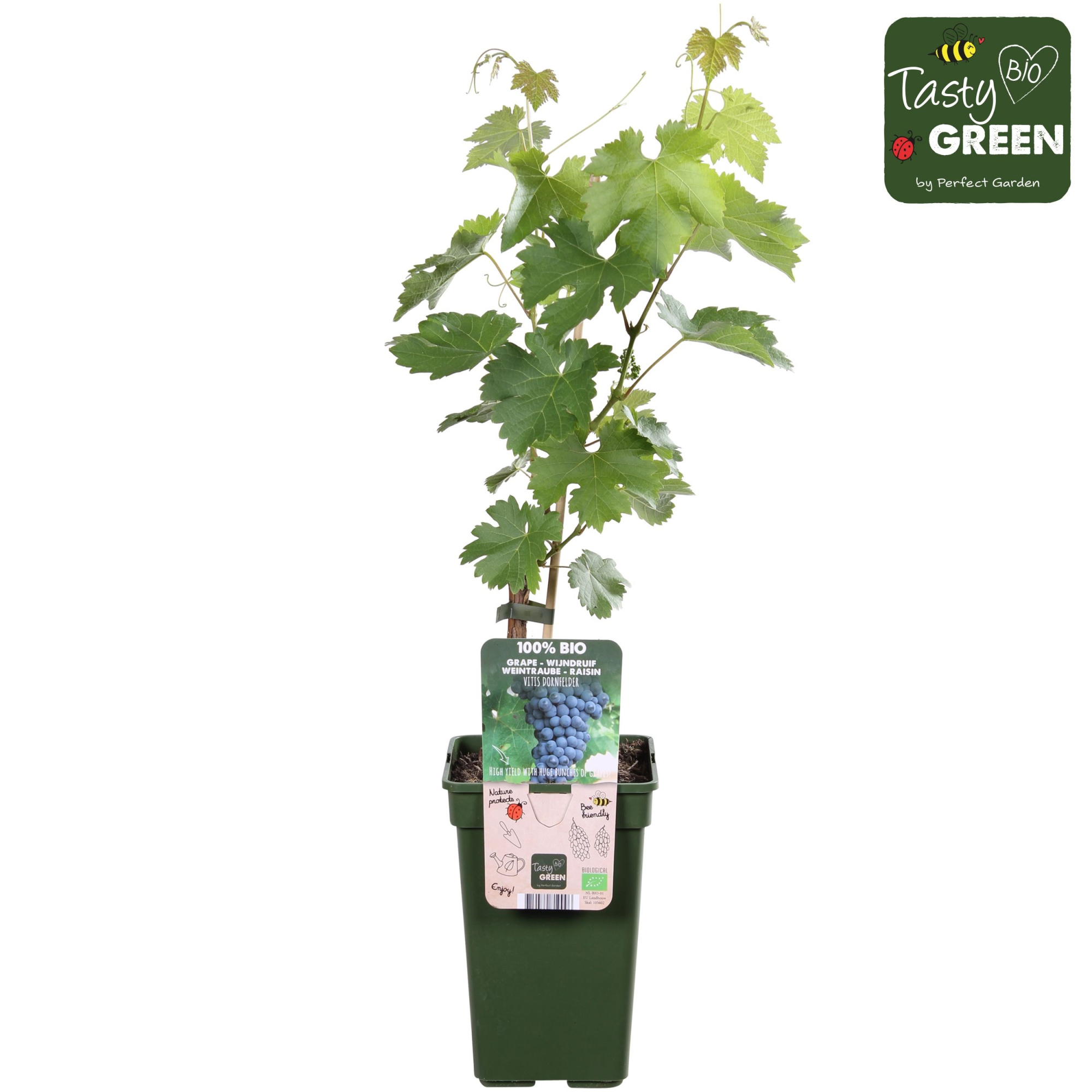 Vitis vinifera 'Dornfelder' Bio P19, D 19