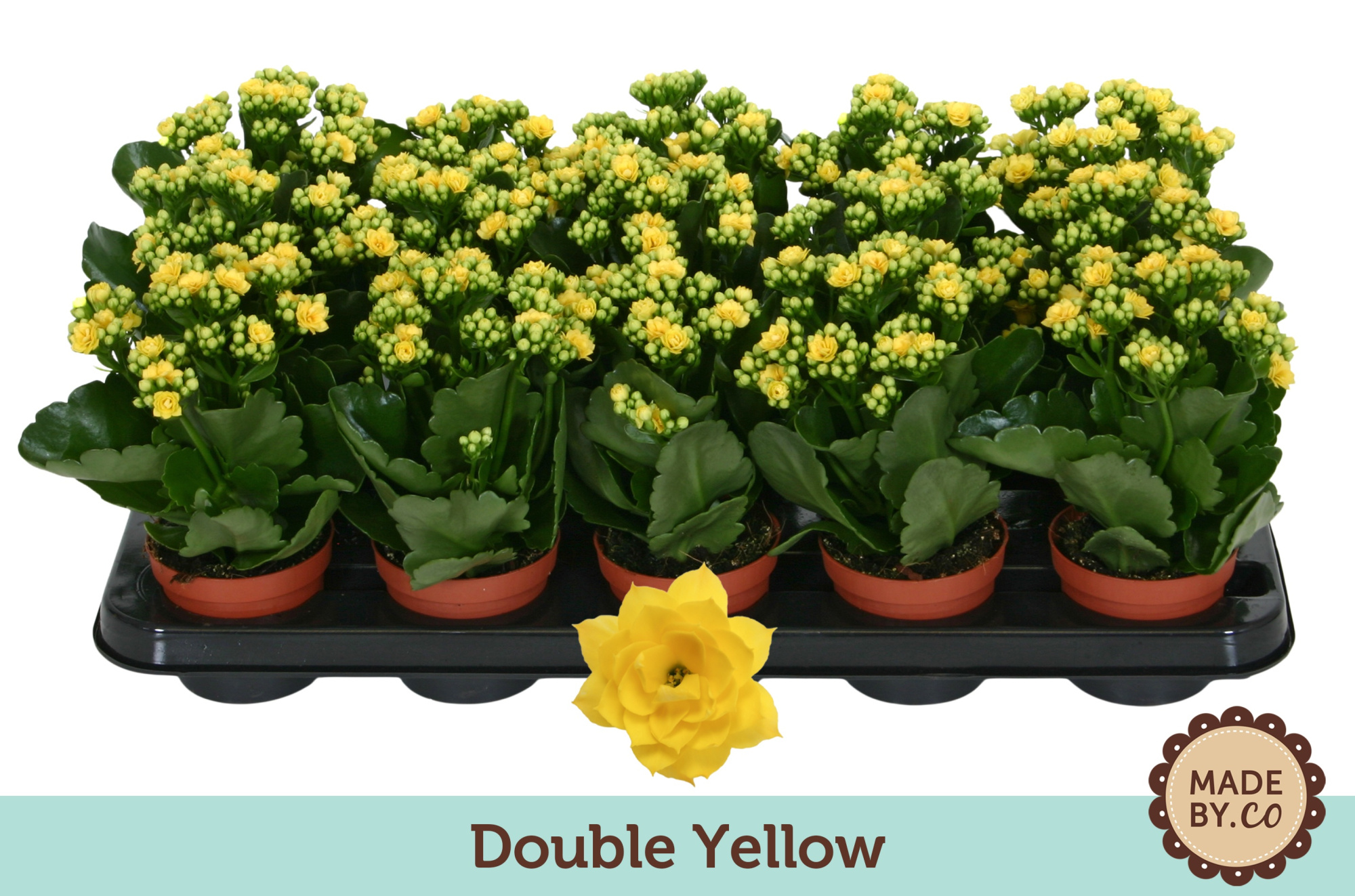 Kalanchoë Double Yellow - no sleeve, D 9 cm