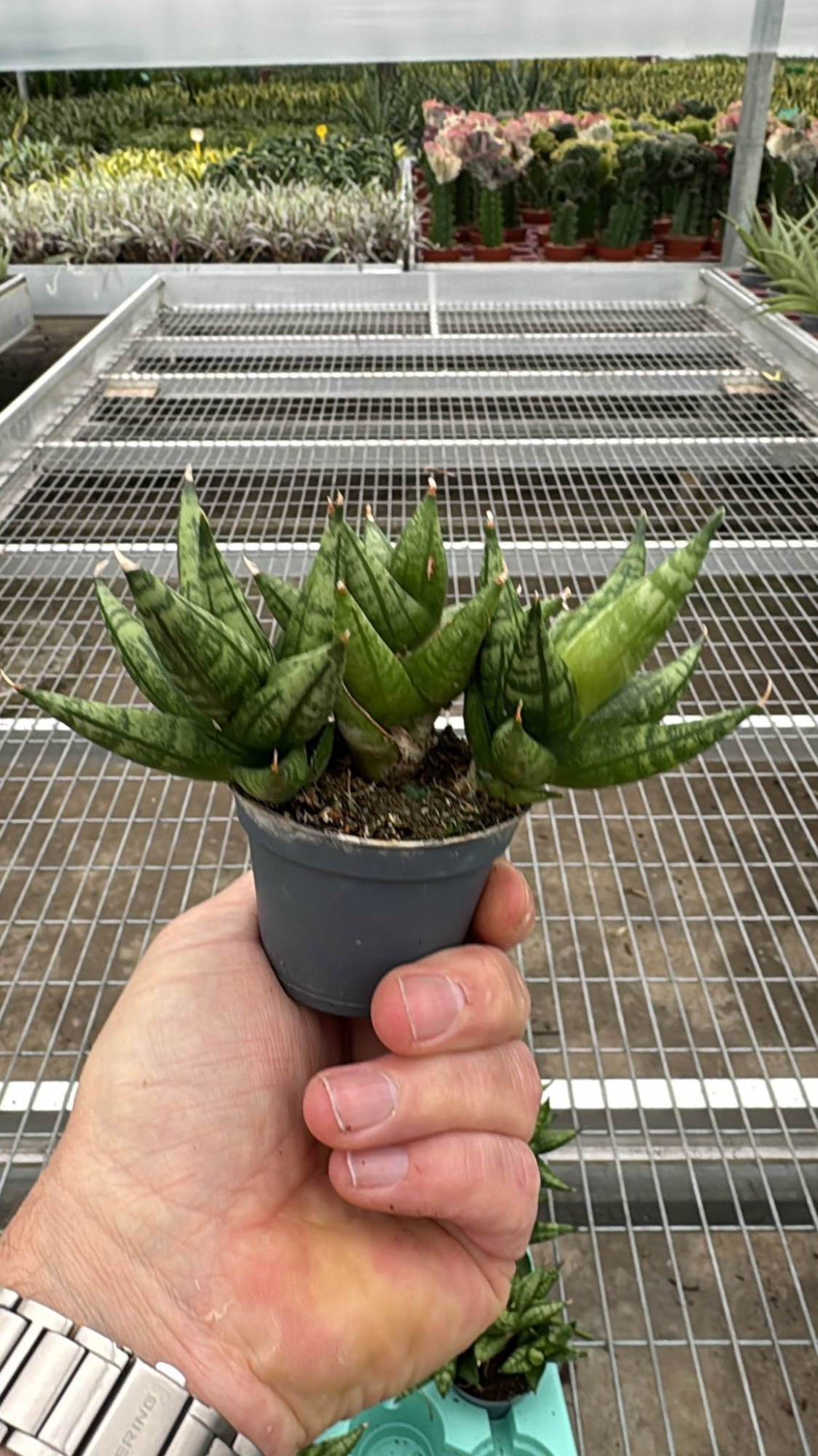 Sansevieria Rocky Crown 6 cm (Decorum), D 6