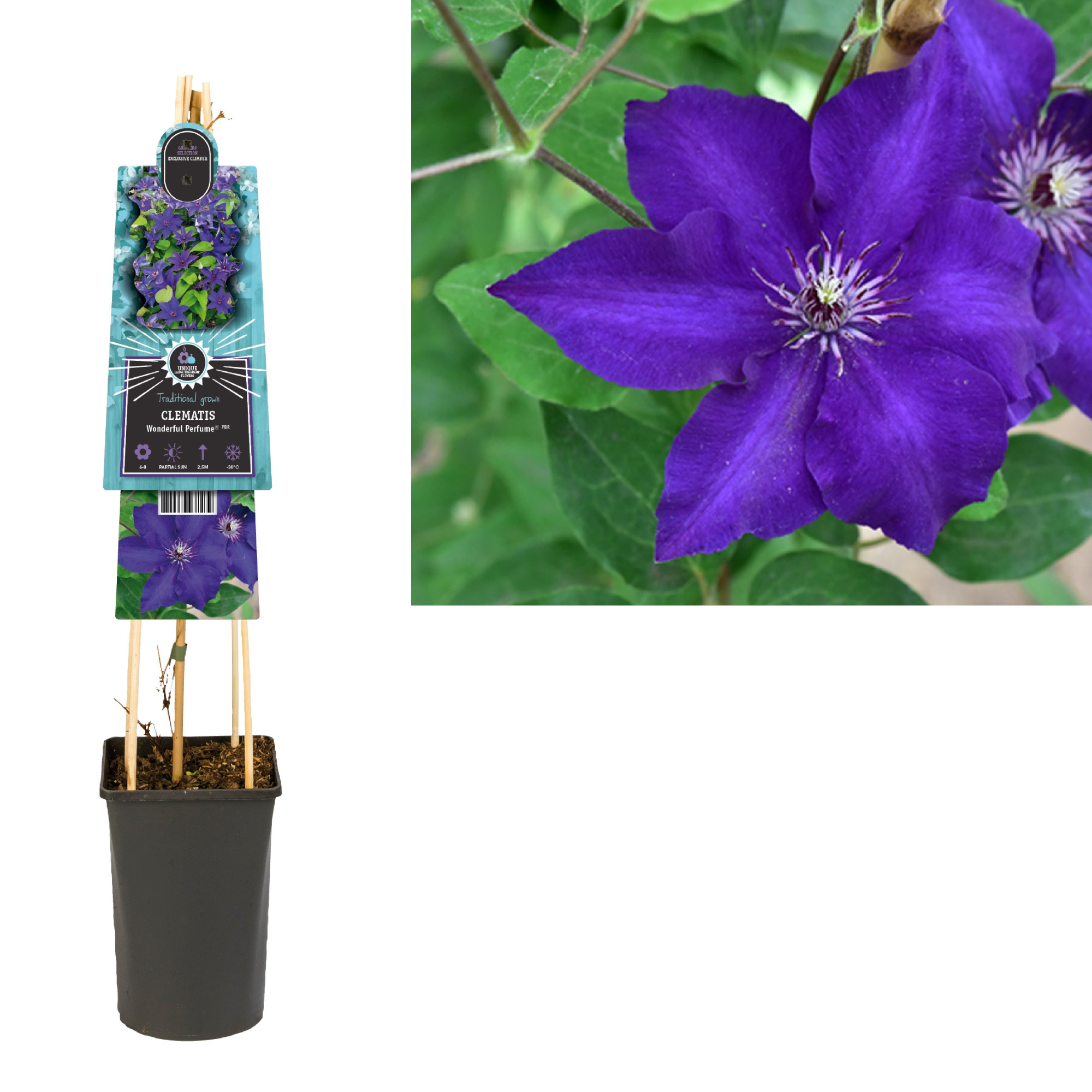 Clematis Wonderful Perfume PBR +3.0 label, D 17 cm