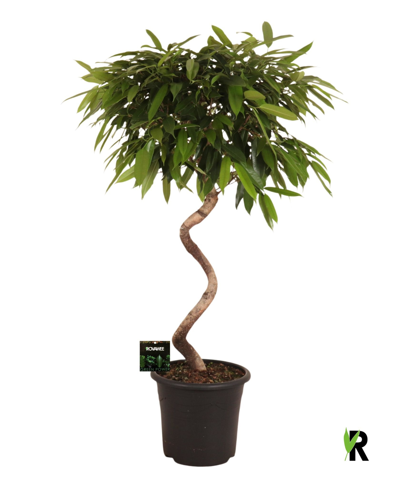 Ficus binnendijkii Amstel King spiraal, D 32 cm
