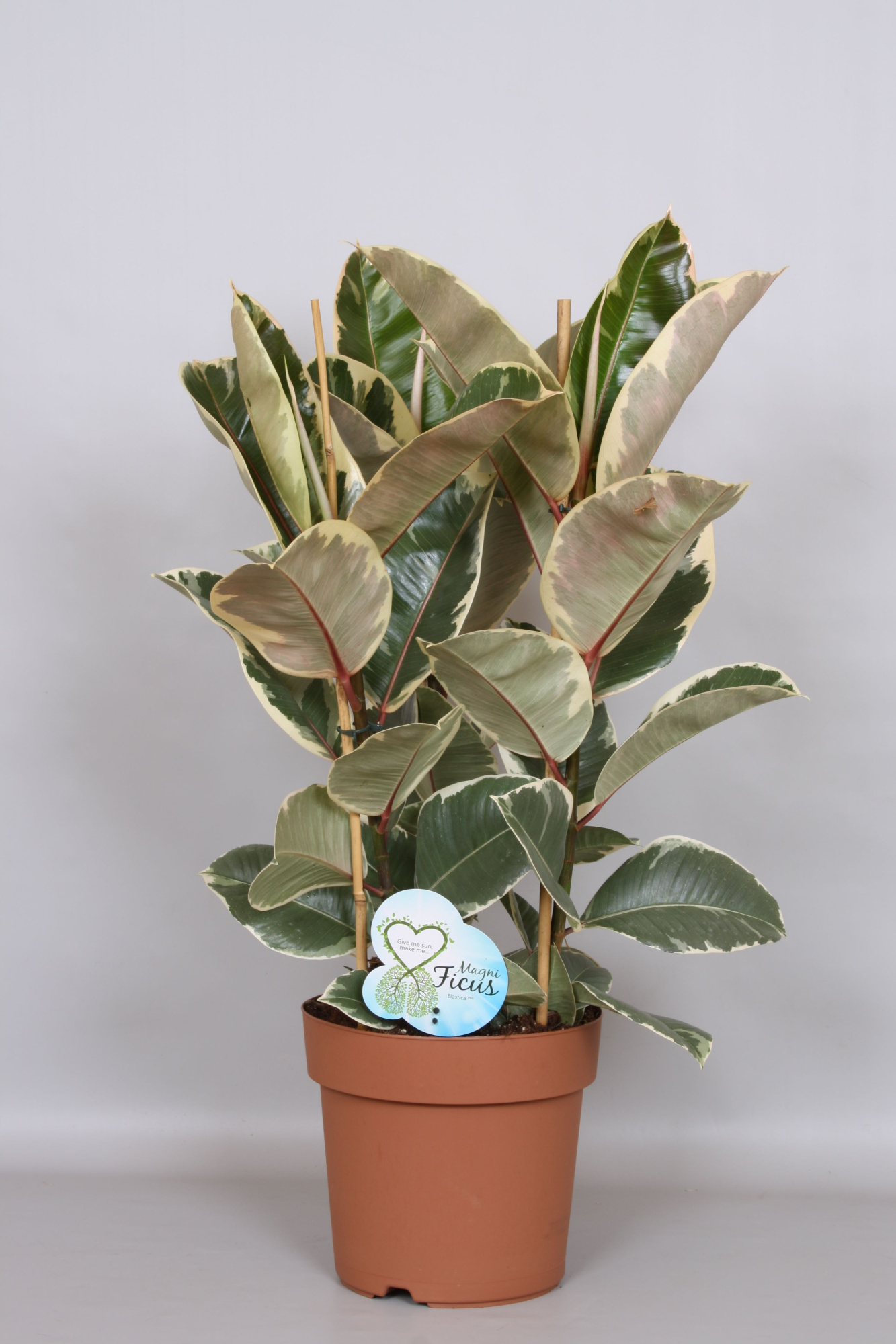 Ficus Tineke Toef - Green4life, D 24 cm