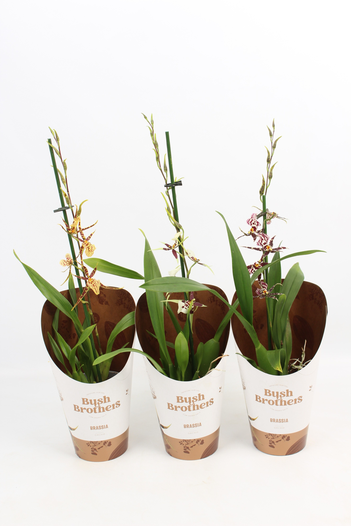 Titanium 1 tak lang 12 cm, D 12