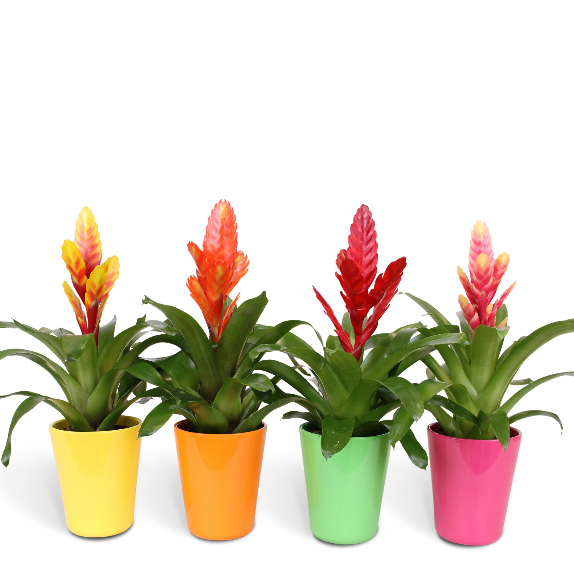 Vriesea mix - 12cm in Florence ceramic, D 13 cm